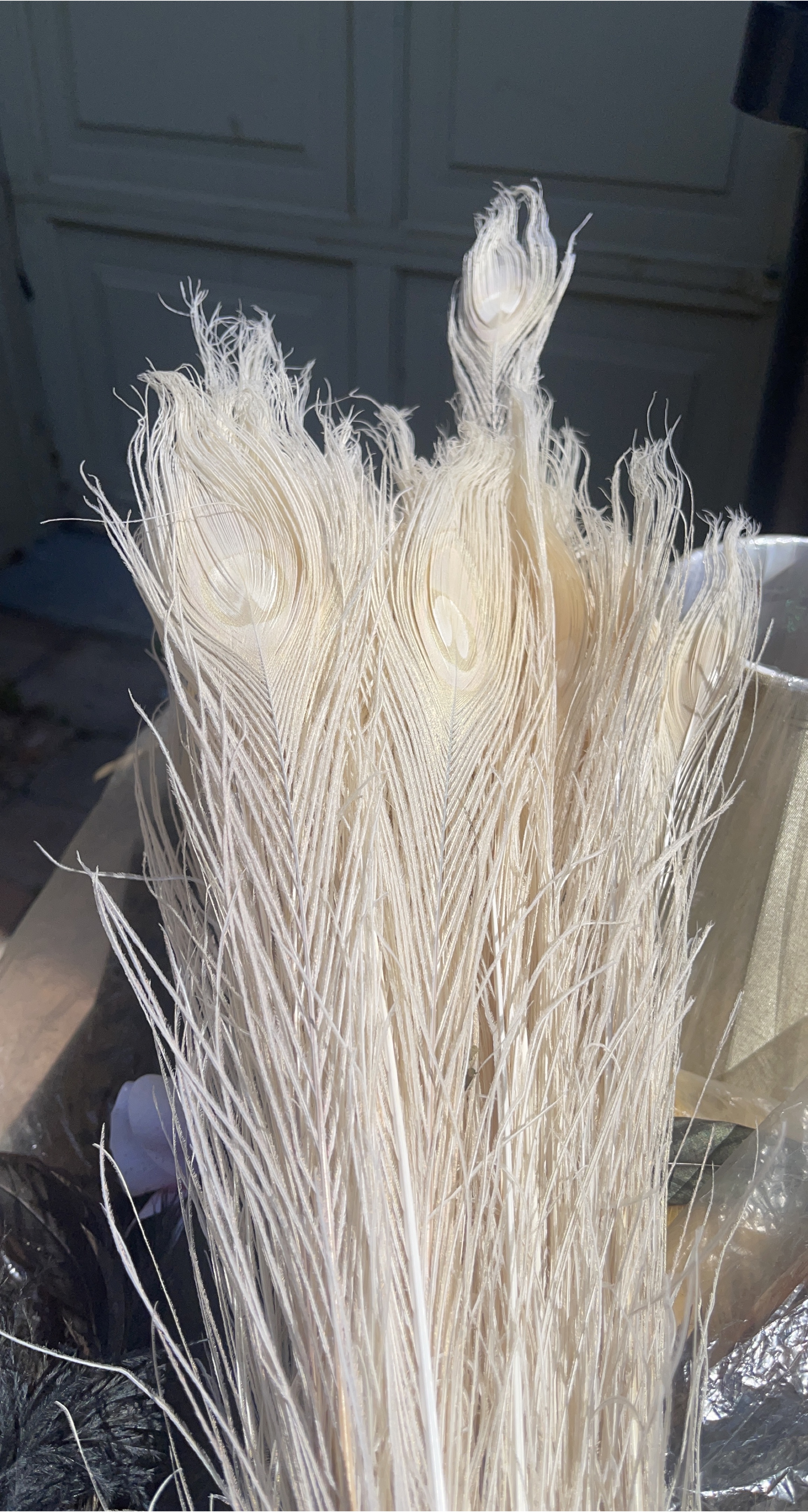 White Peacock Feathers thumbnail