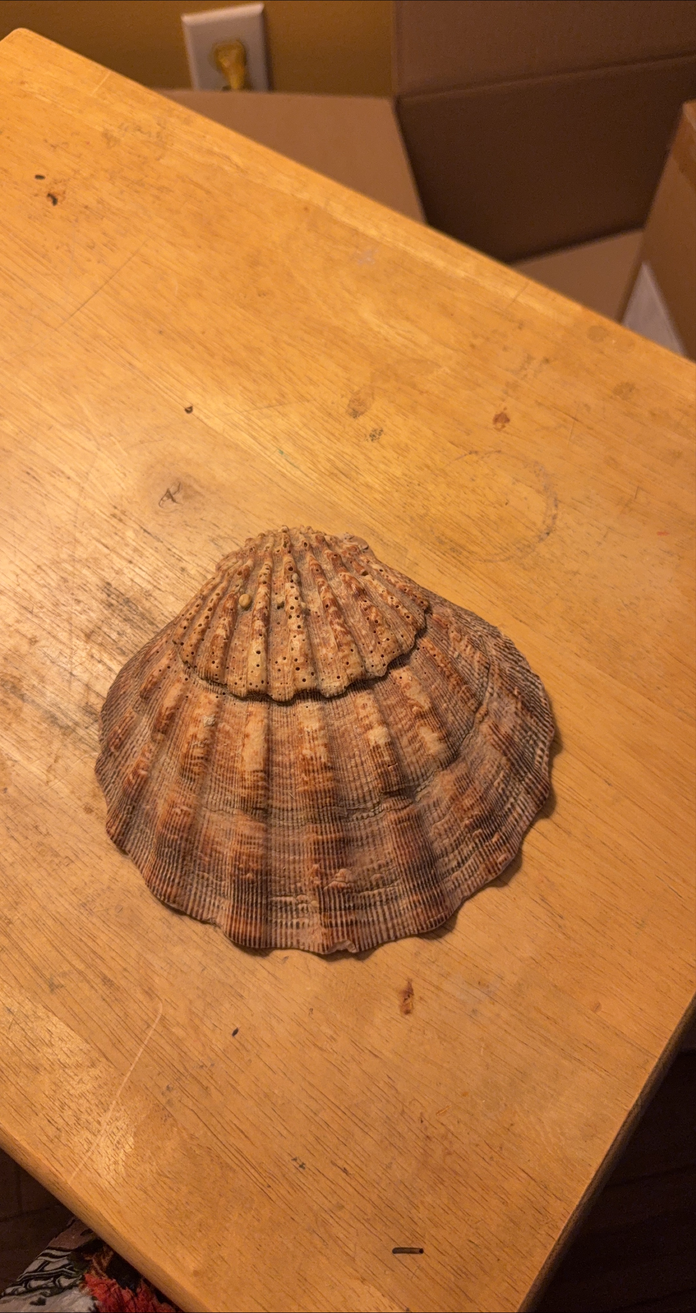 Decorative Scallop Seashell image indicator(1)
