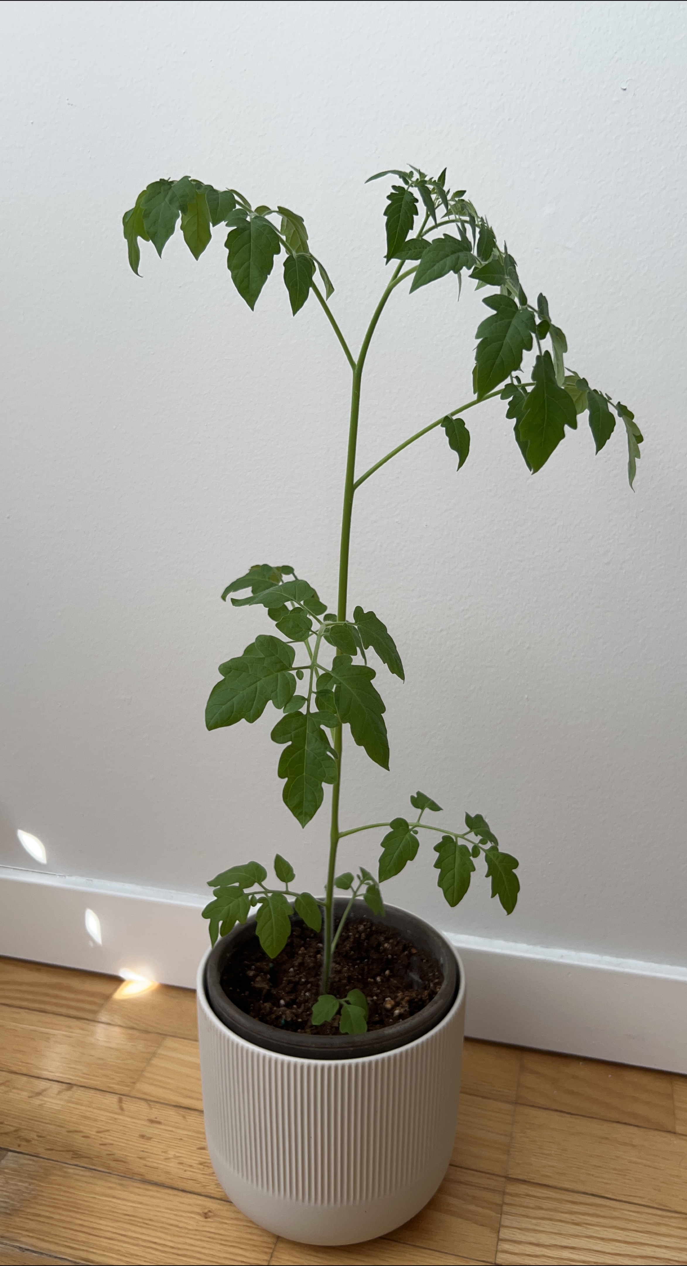 Tomato Plant Seedling thumbnail