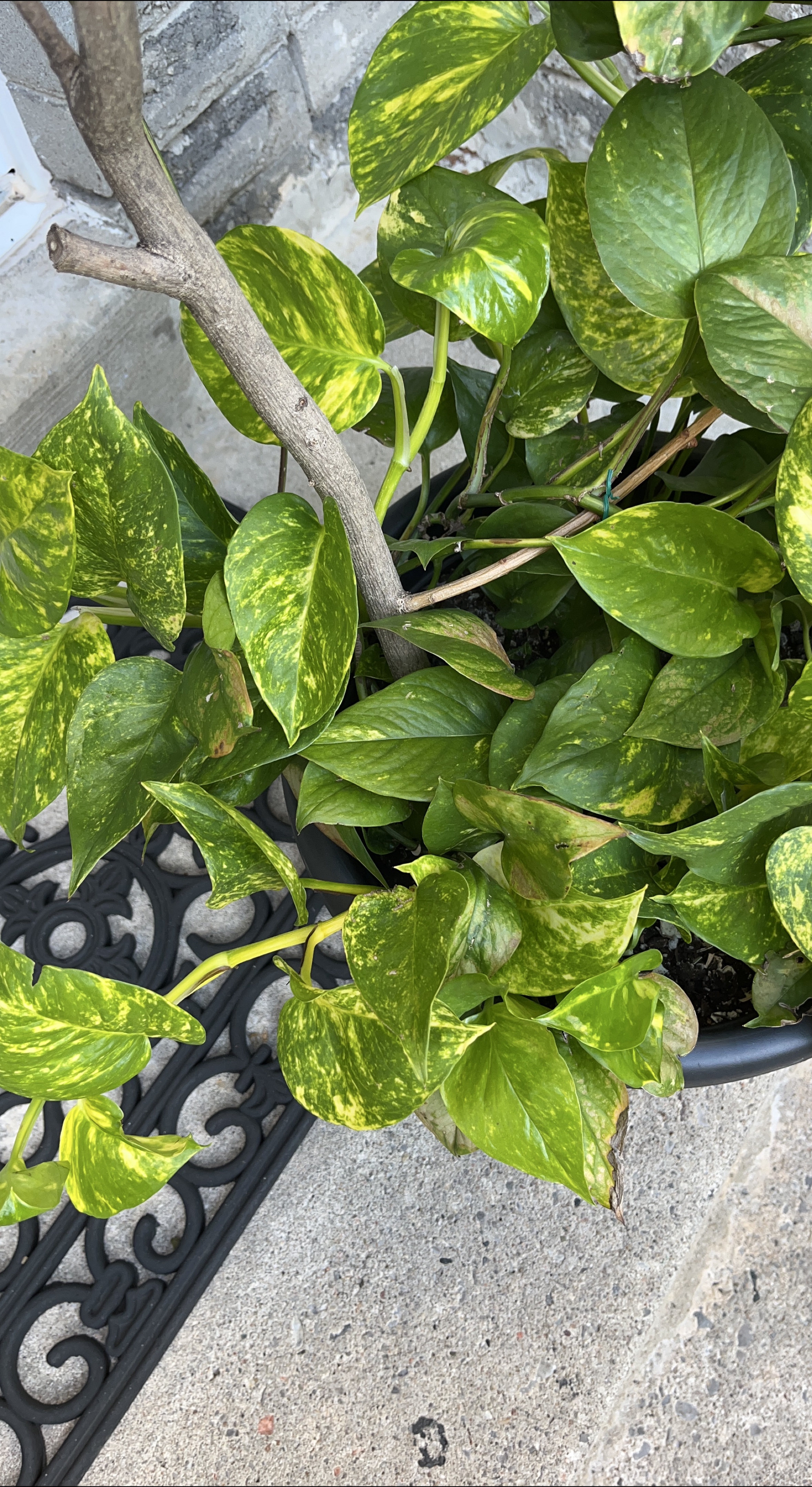 Golden Pothos Plant