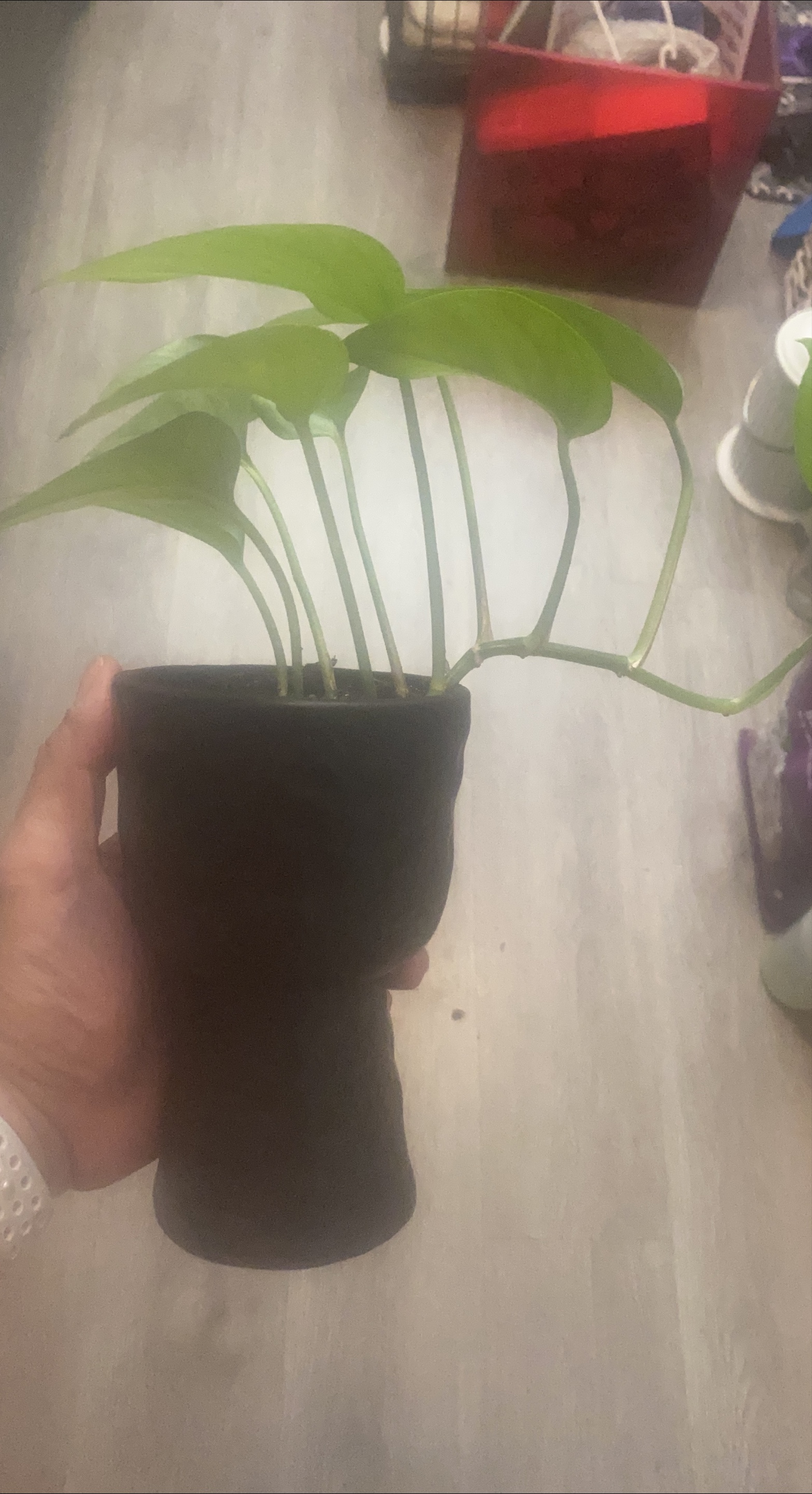 Potted Golden Pothos Plant thumbnail