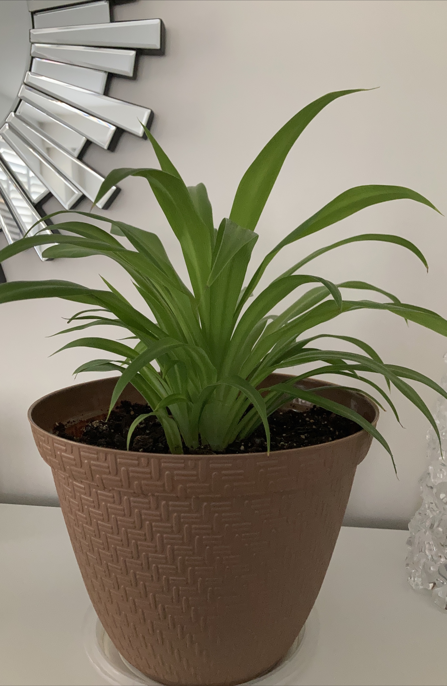 Potted Spider Plant thumbnail