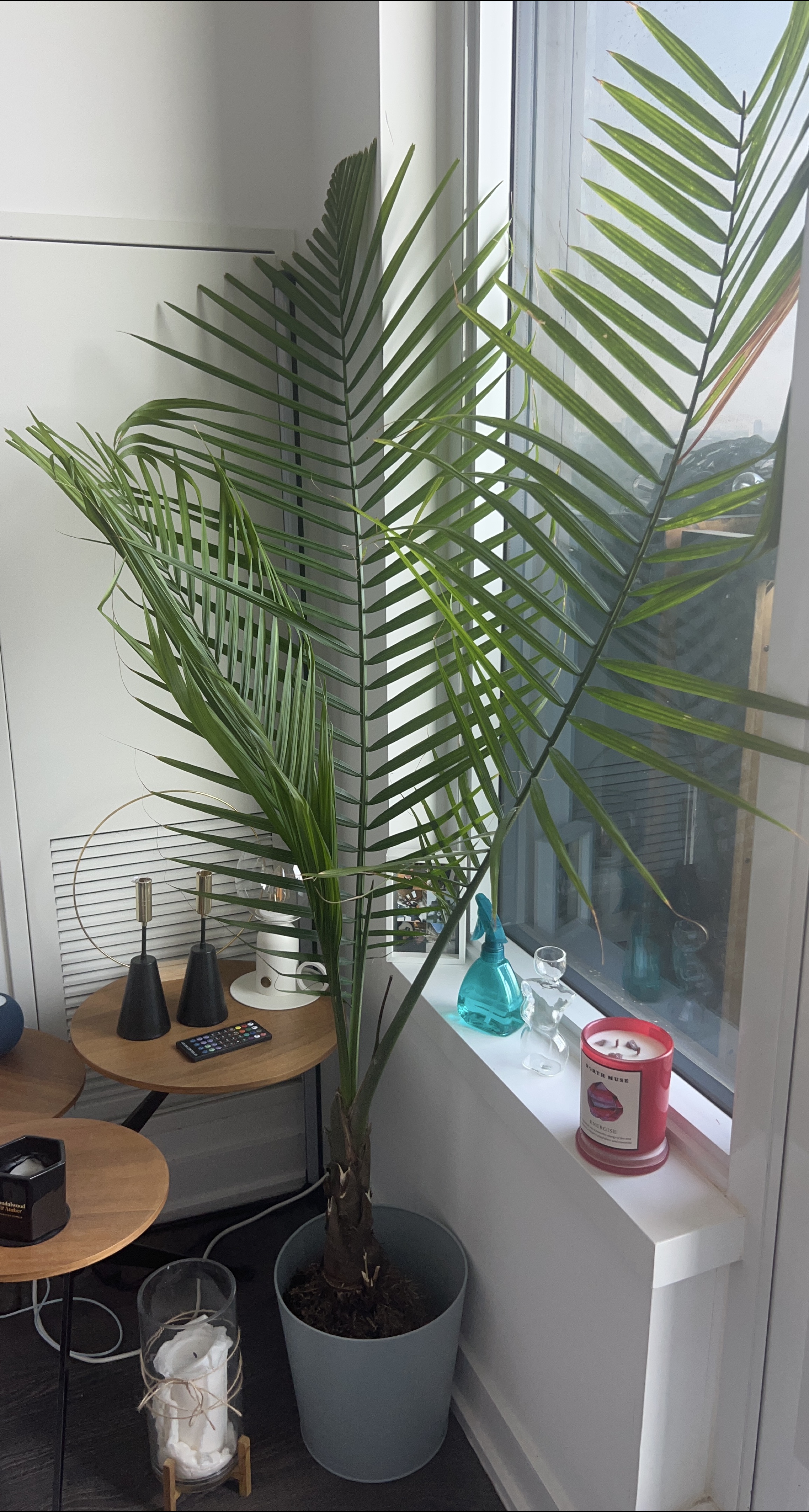 Potted Palm Tree thumbnail