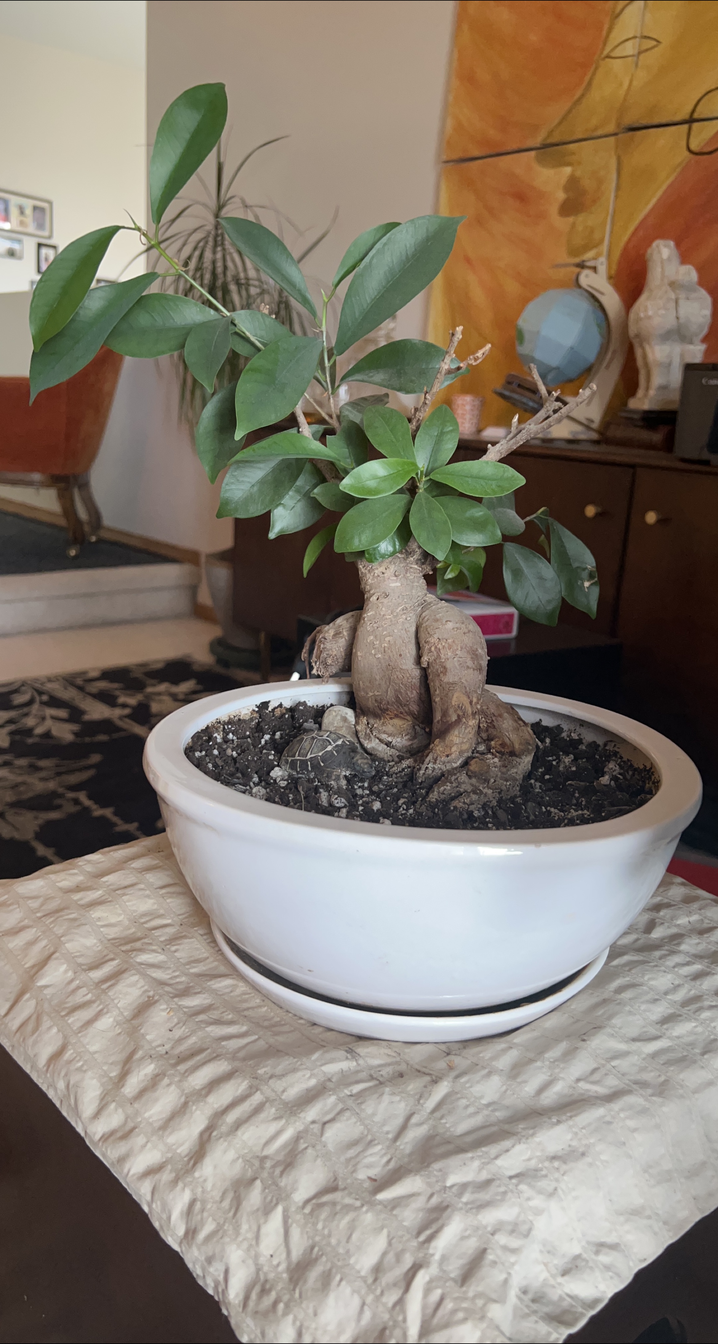 Bonsai Tree in White Pot thumbnail
