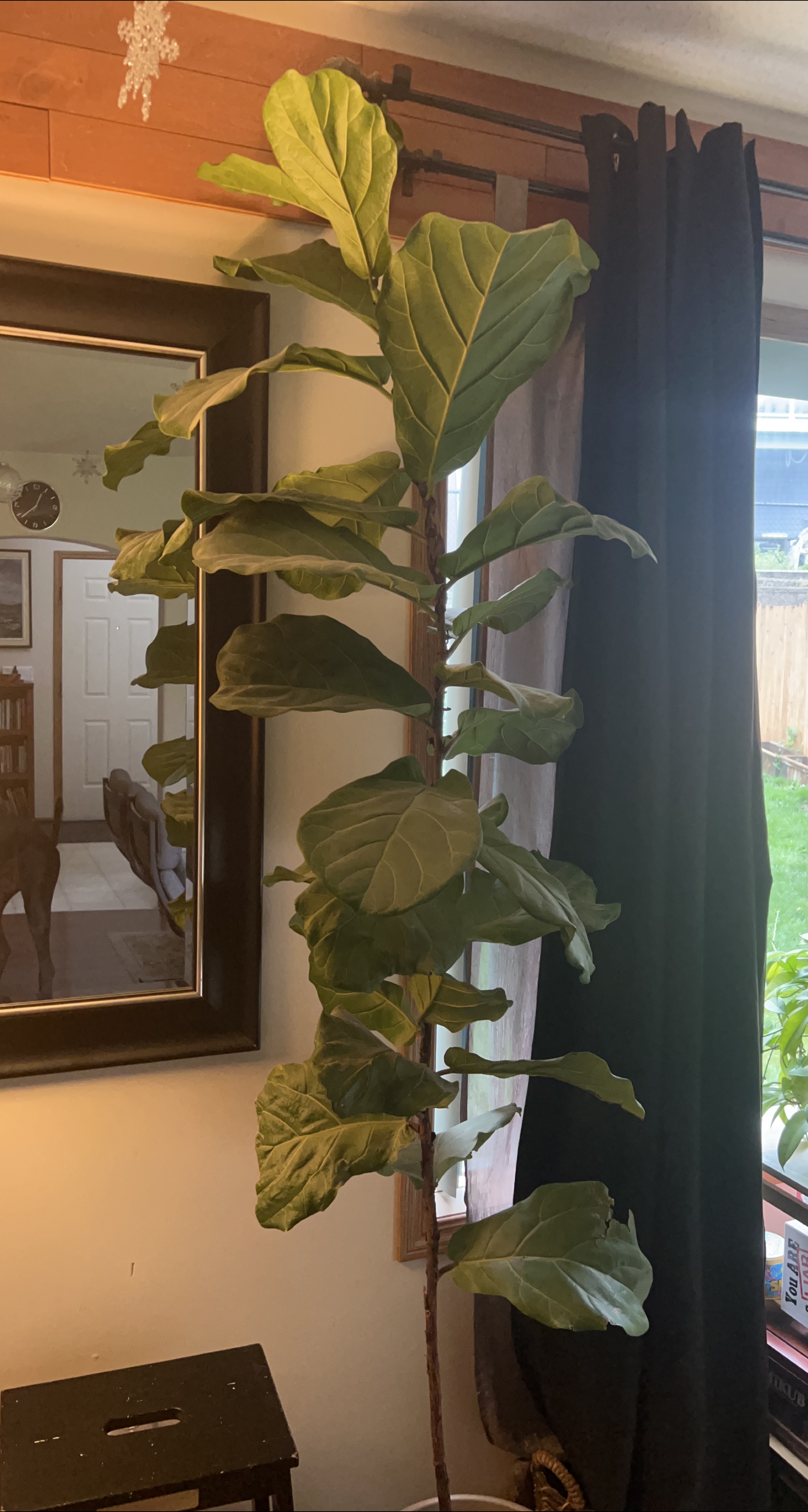 Fiddle Leaf Fig Tree thumbnail