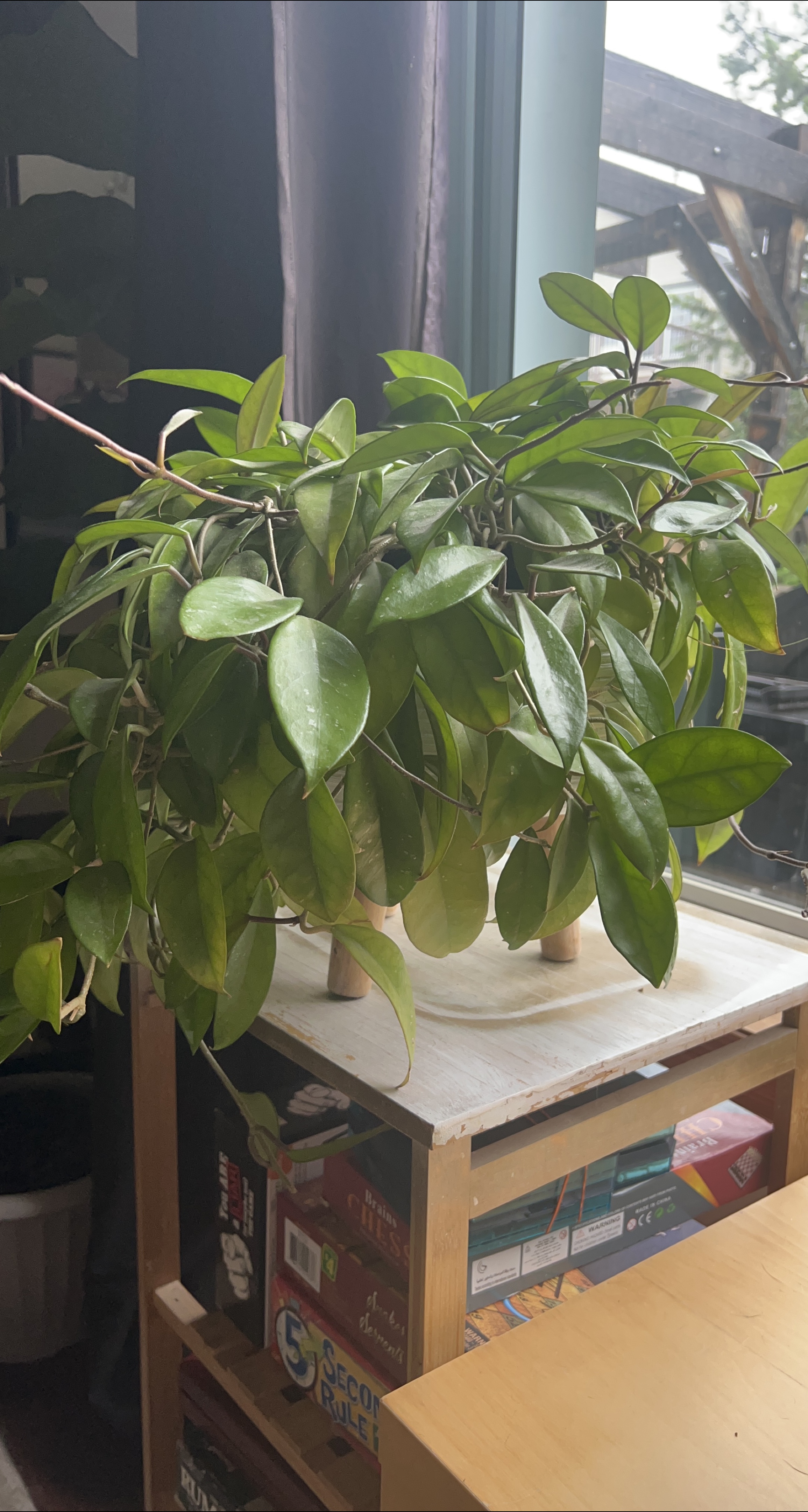 Hoya Plant thumbnail