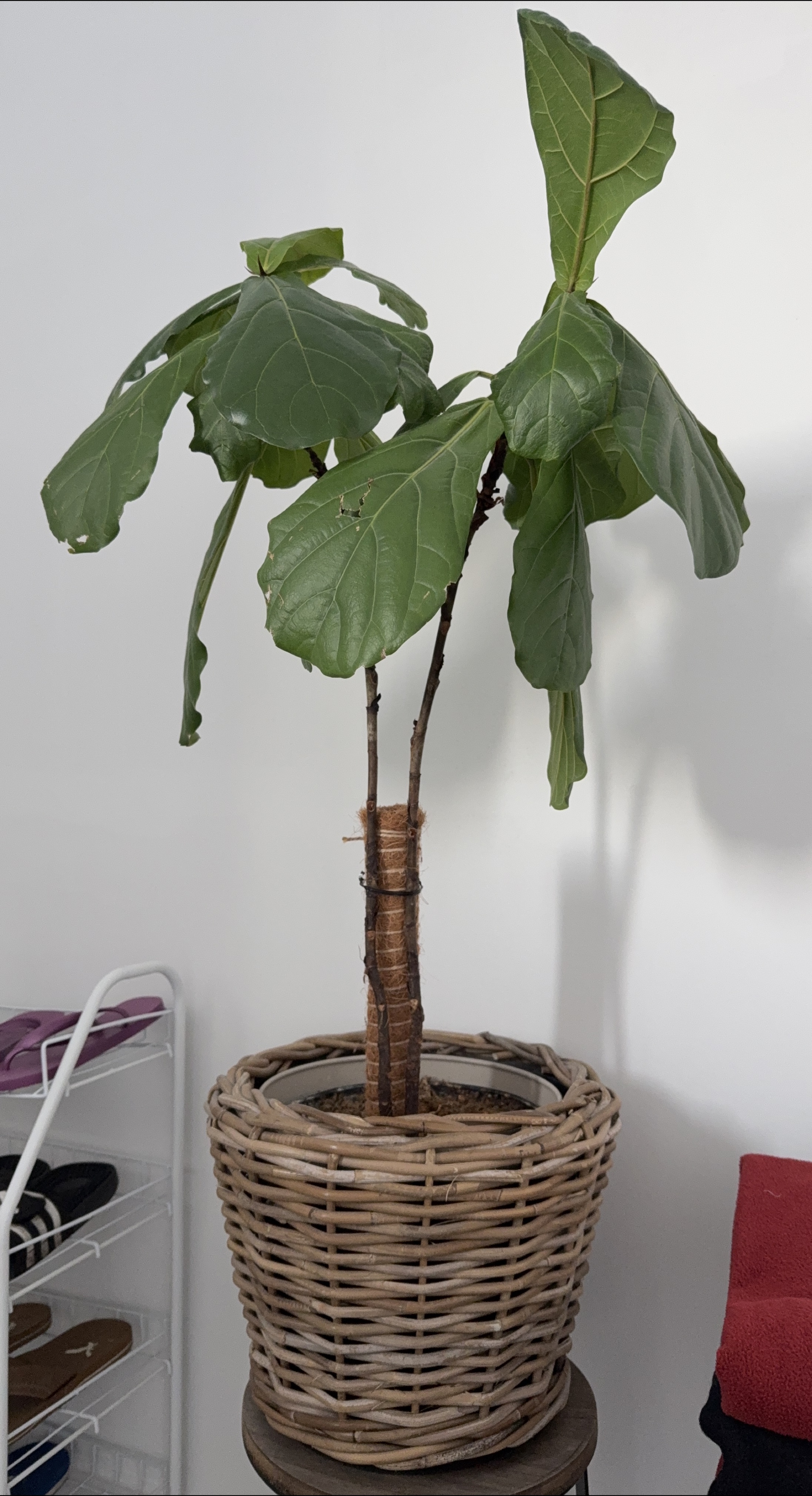 Fiddle Leaf Fig Tree in Wicker Basket thumbnail