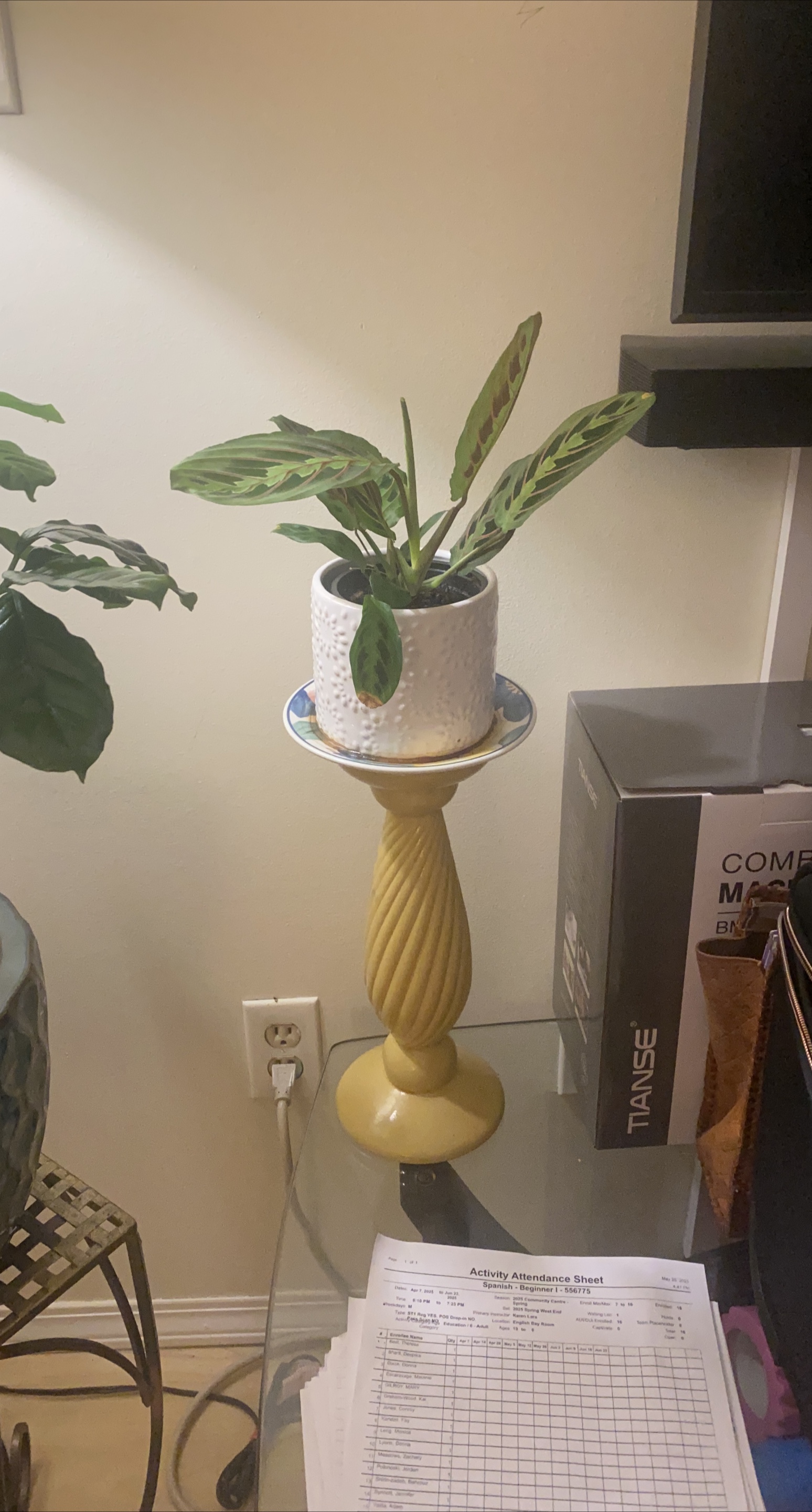 Prayer Plant in Pot with Stand thumbnail