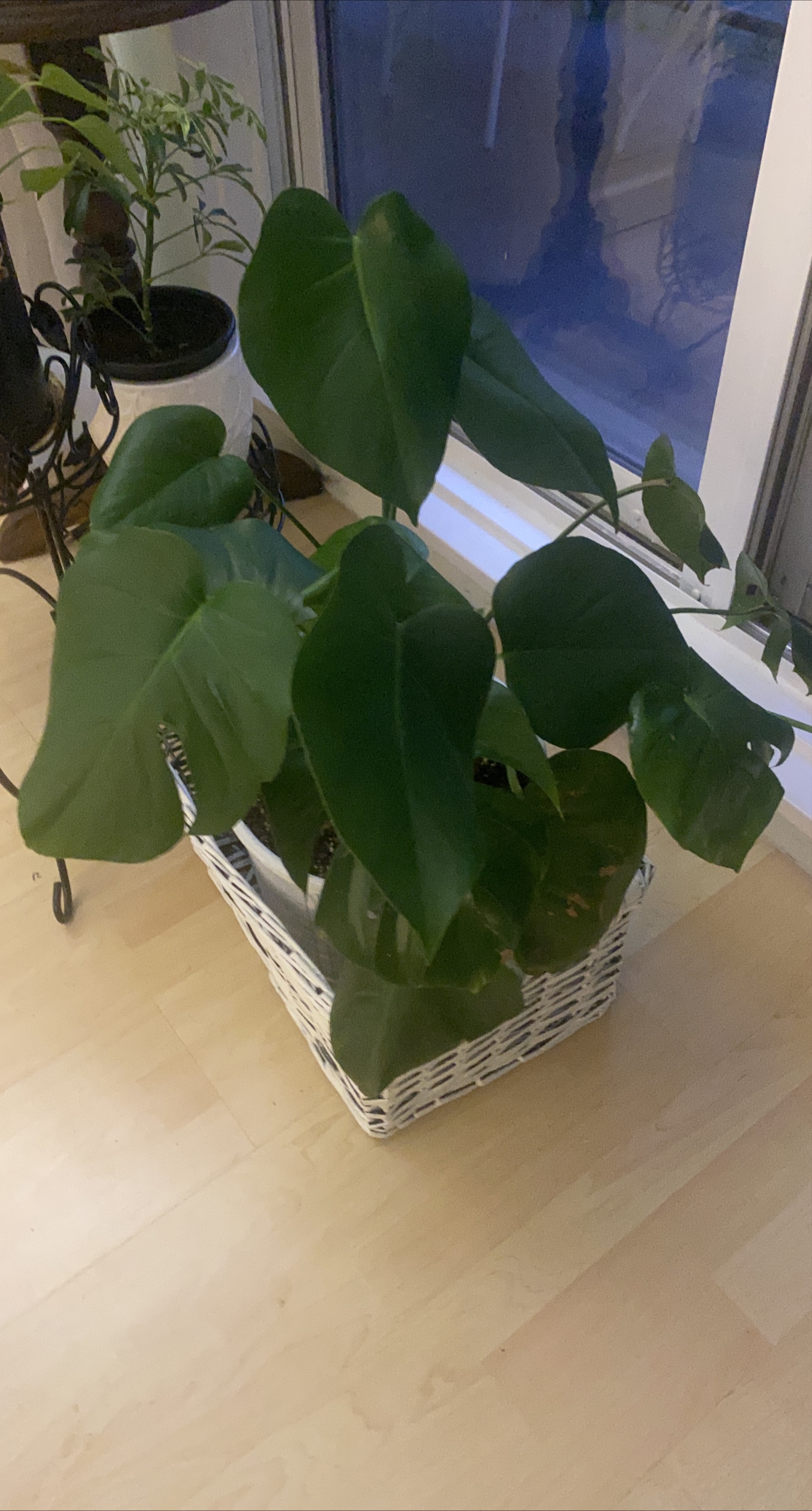 Monstera Plant in Wicker Basket thumbnail