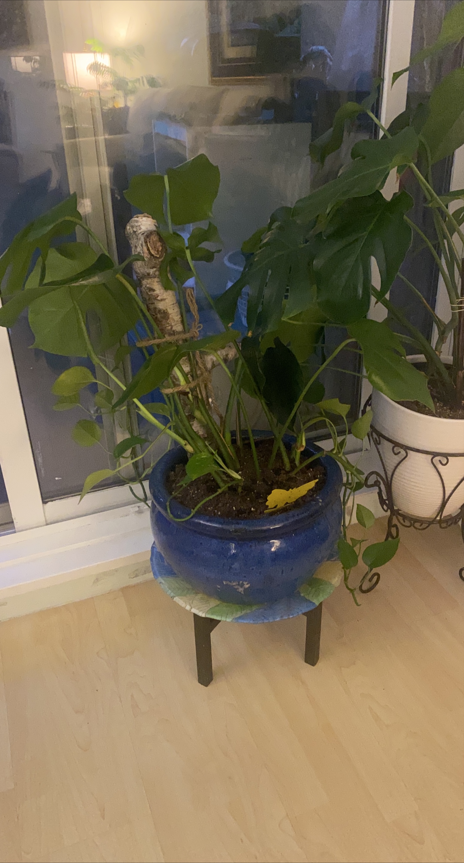 Monstera Plant in Blue Pot thumbnail