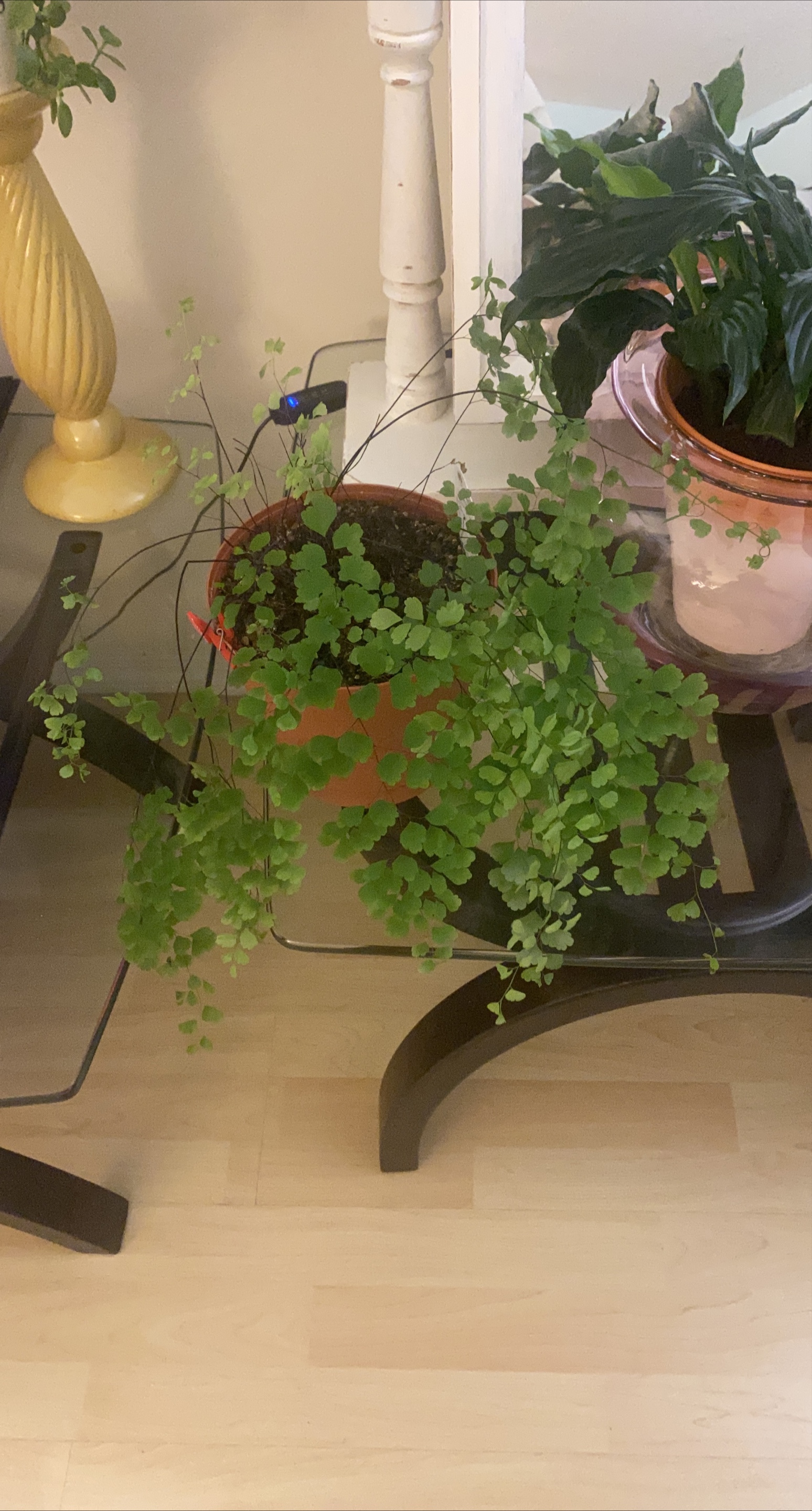 Potted Maidenhair Fern thumbnail