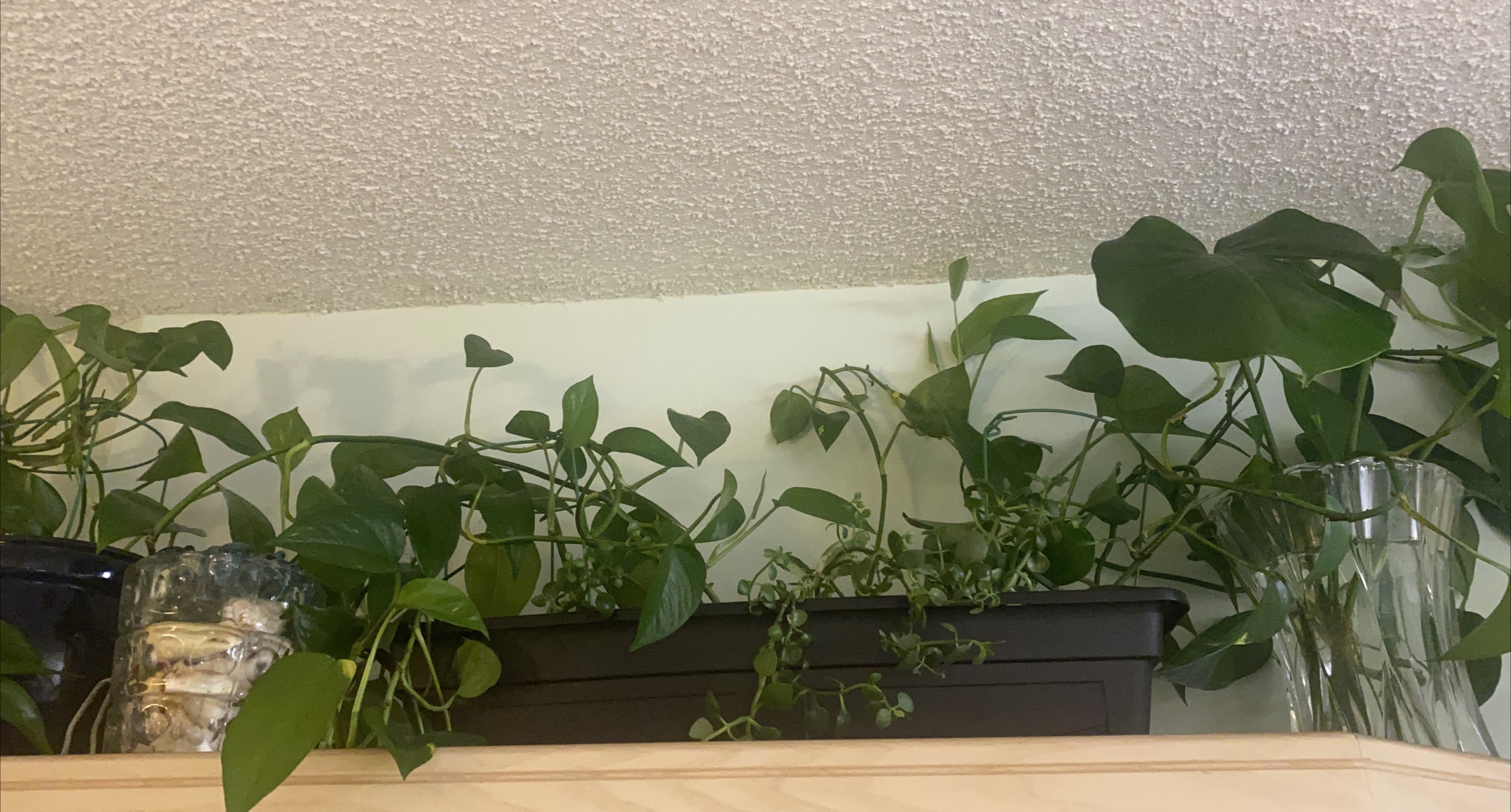 Potted Plants thumbnail