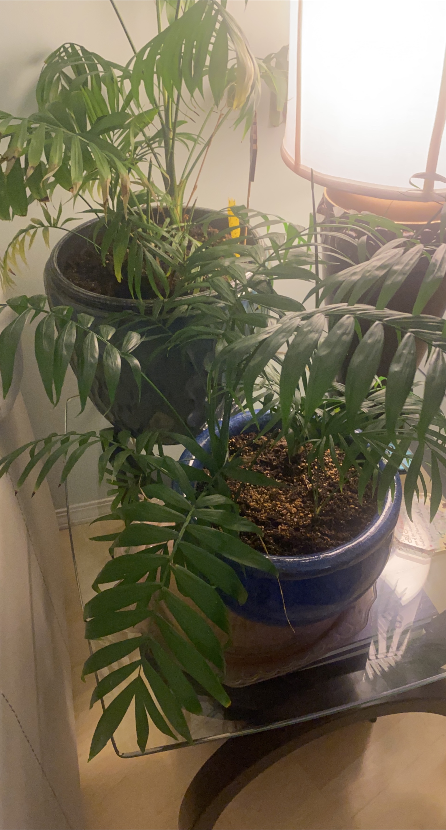Parlour Palm in Blue Pot thumbnail