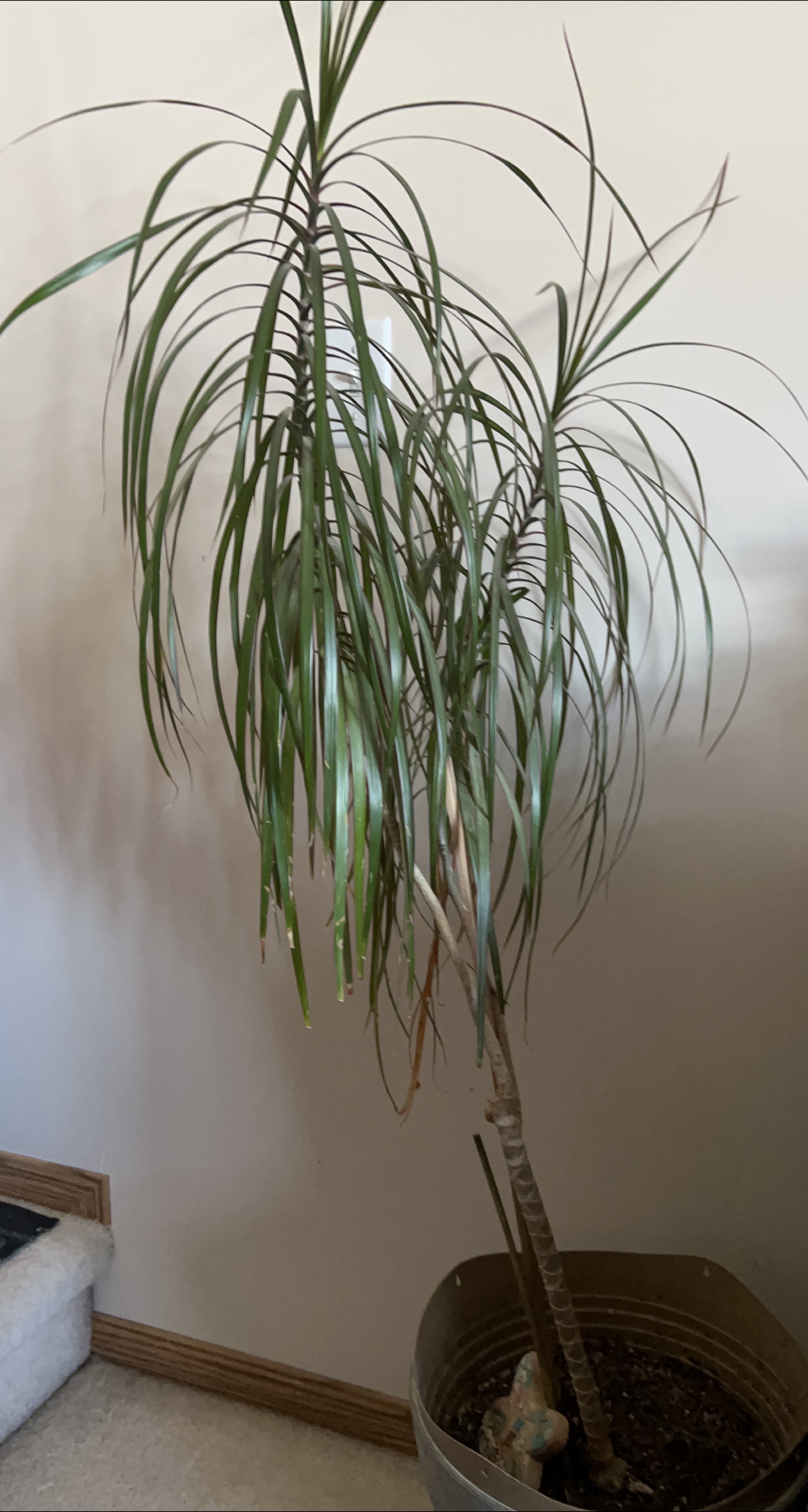 Dracaena Marginata Plant thumbnail