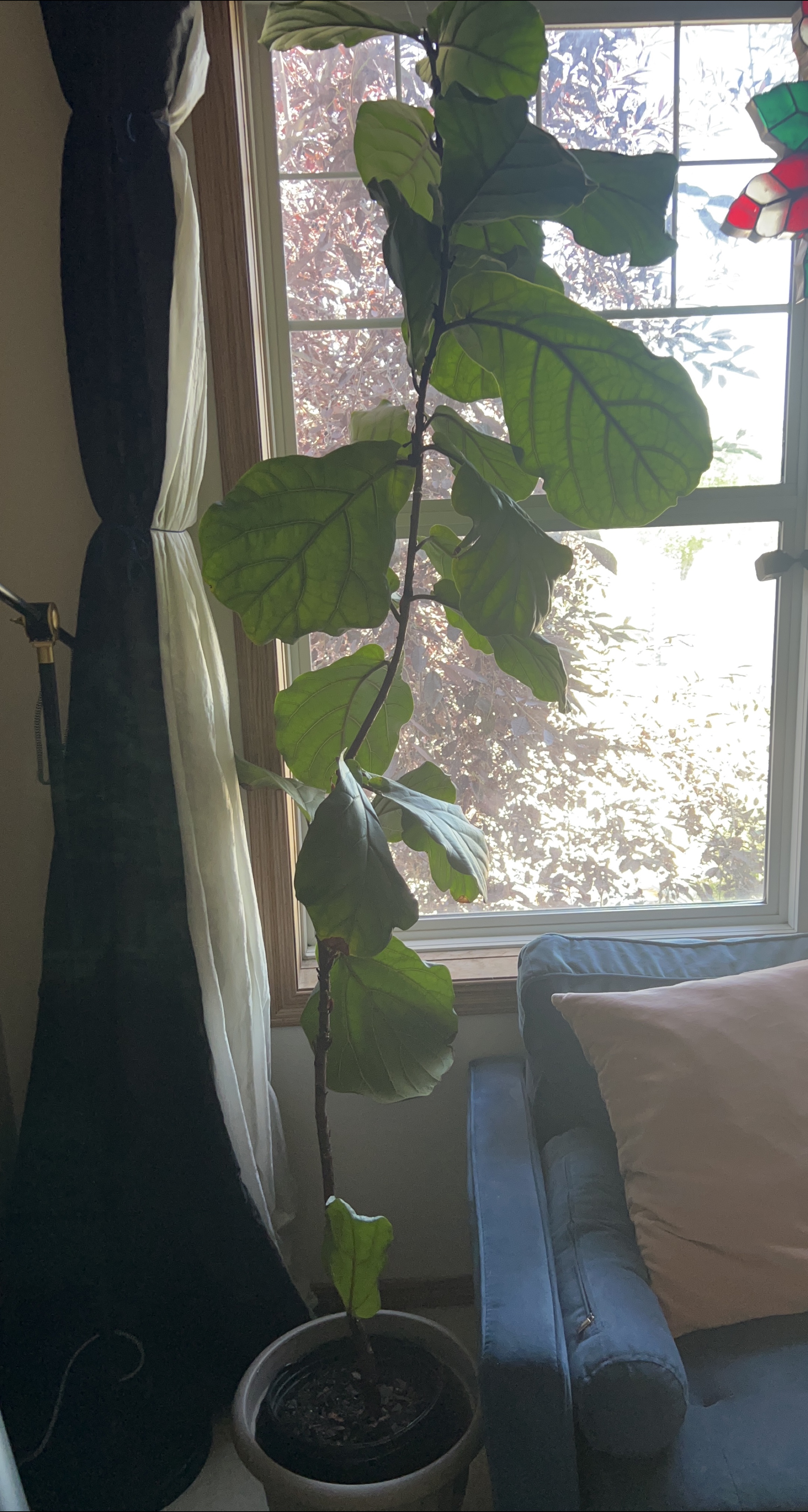 Fiddle Leaf Fig Tree thumbnail