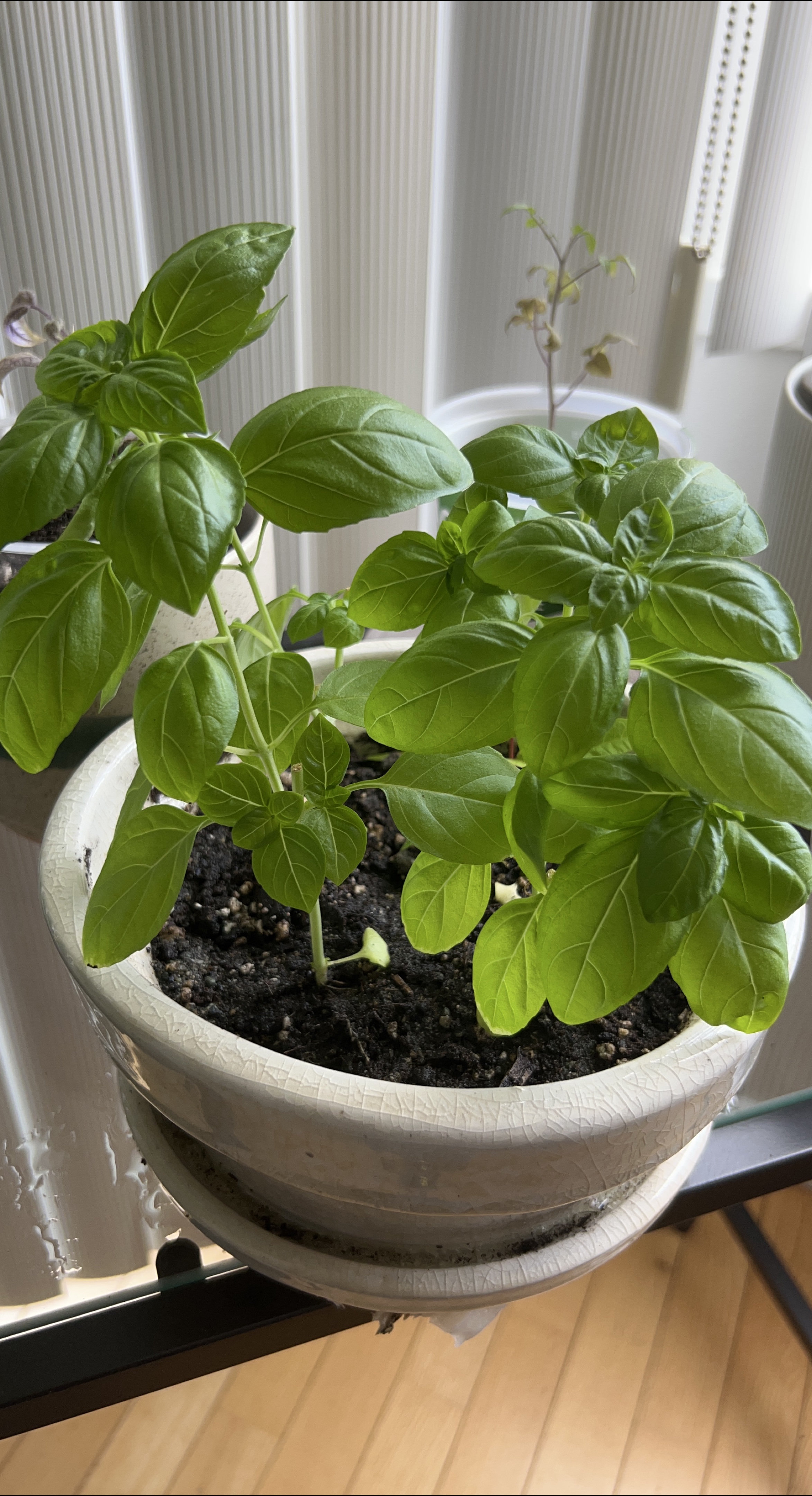 Basil Plant in White Pot thumbnail