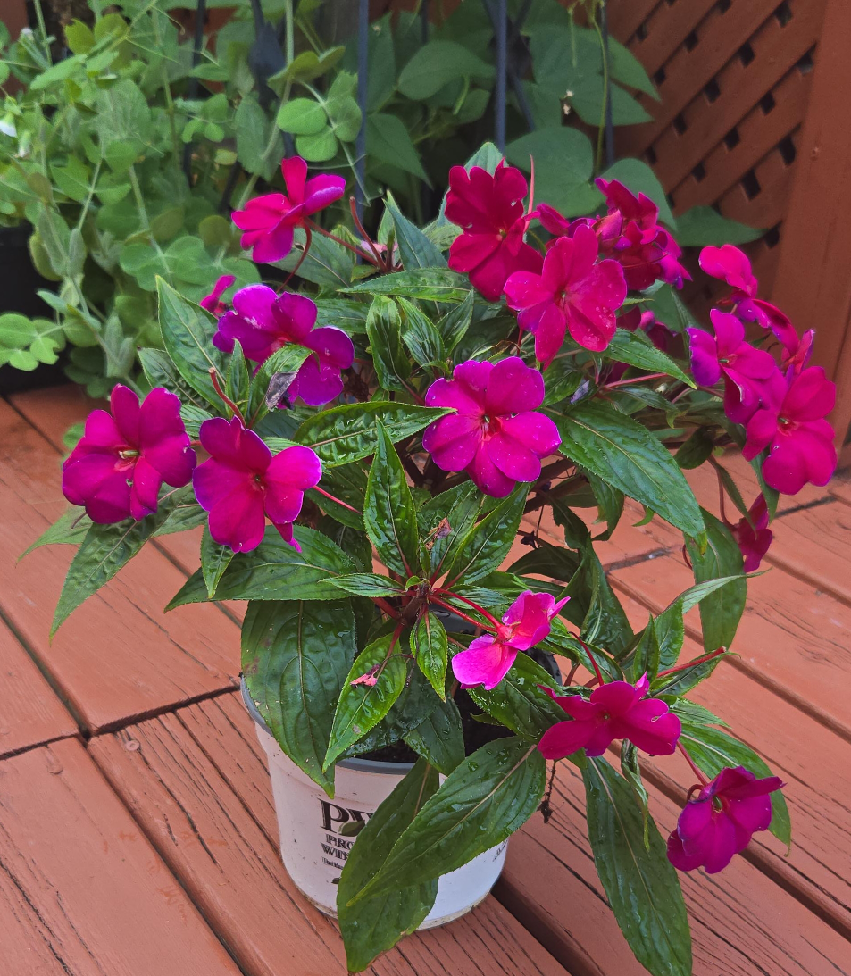 Potted Impatiens Plant thumbnail