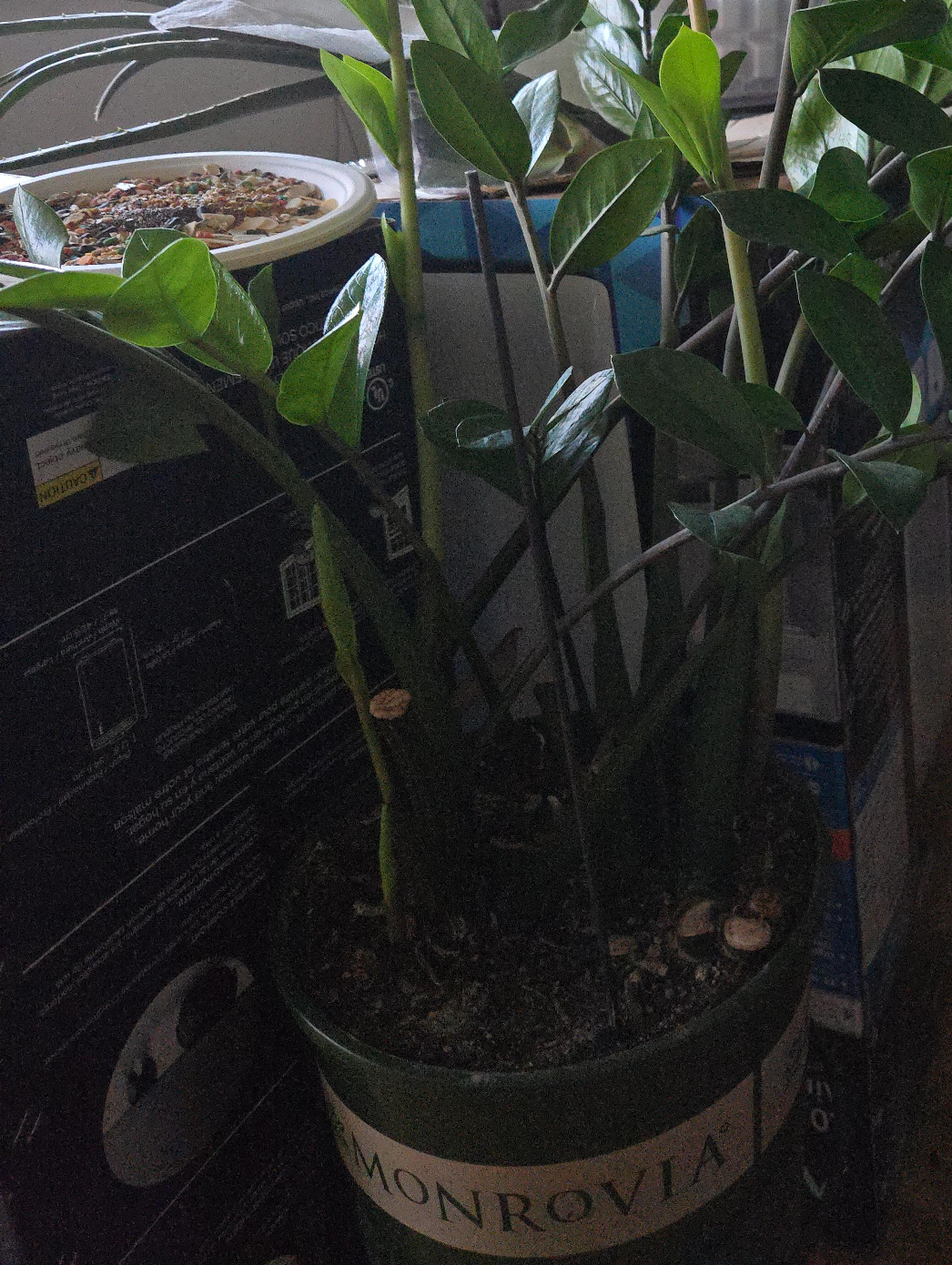 Monrovia  large ZZ Plant thumbnail
