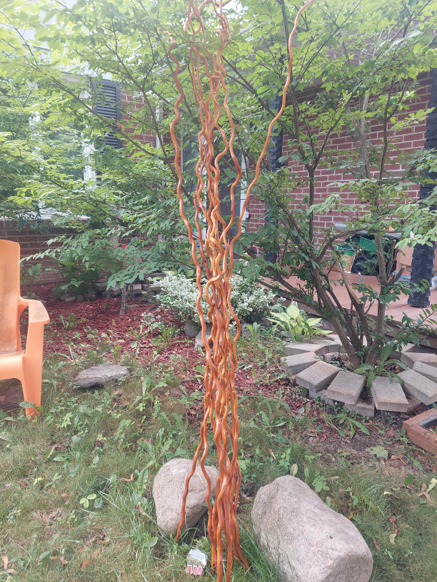 Decorative Curly Willow Branches