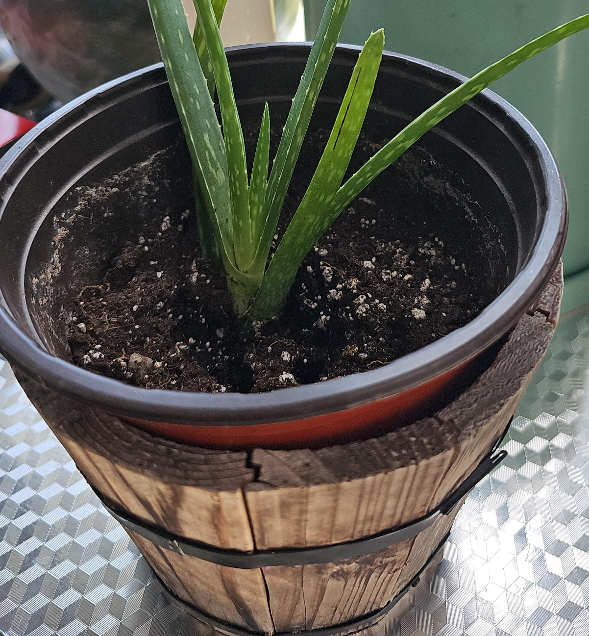 Aloe Vera Plant in Wooden Barrel Pot thumbnail