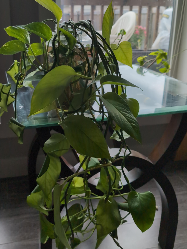 Pothos Plant thumbnail