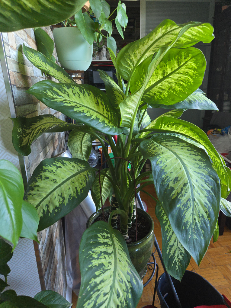 Dieffenbachia Plant thumbnail