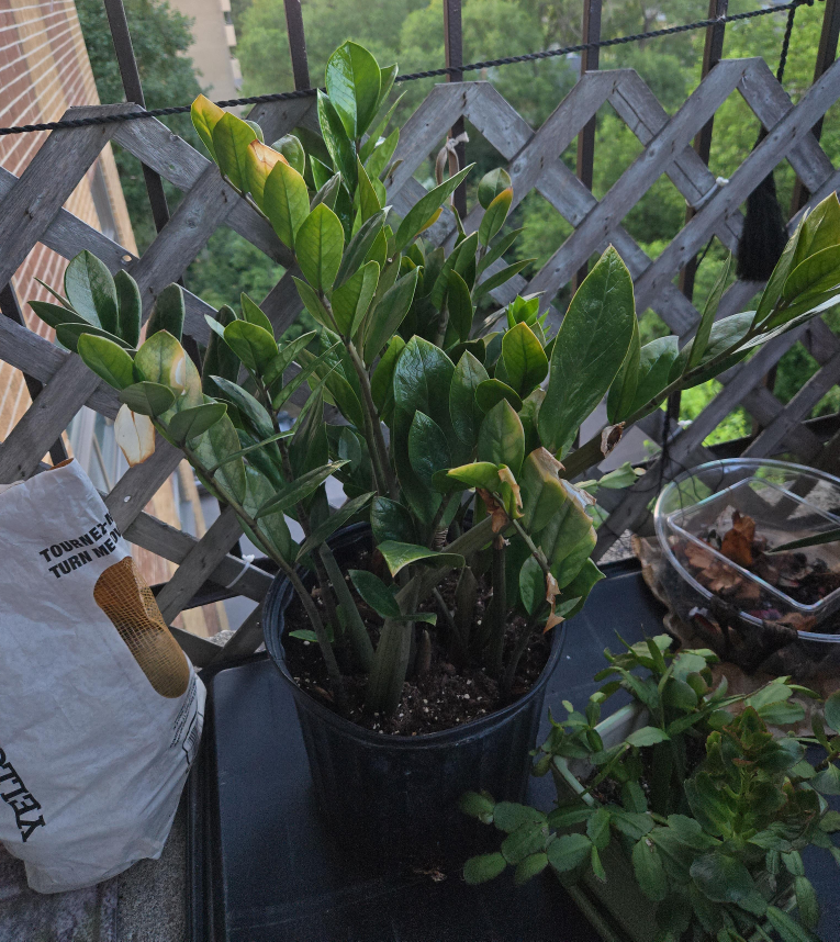 ZZ Plant thumbnail