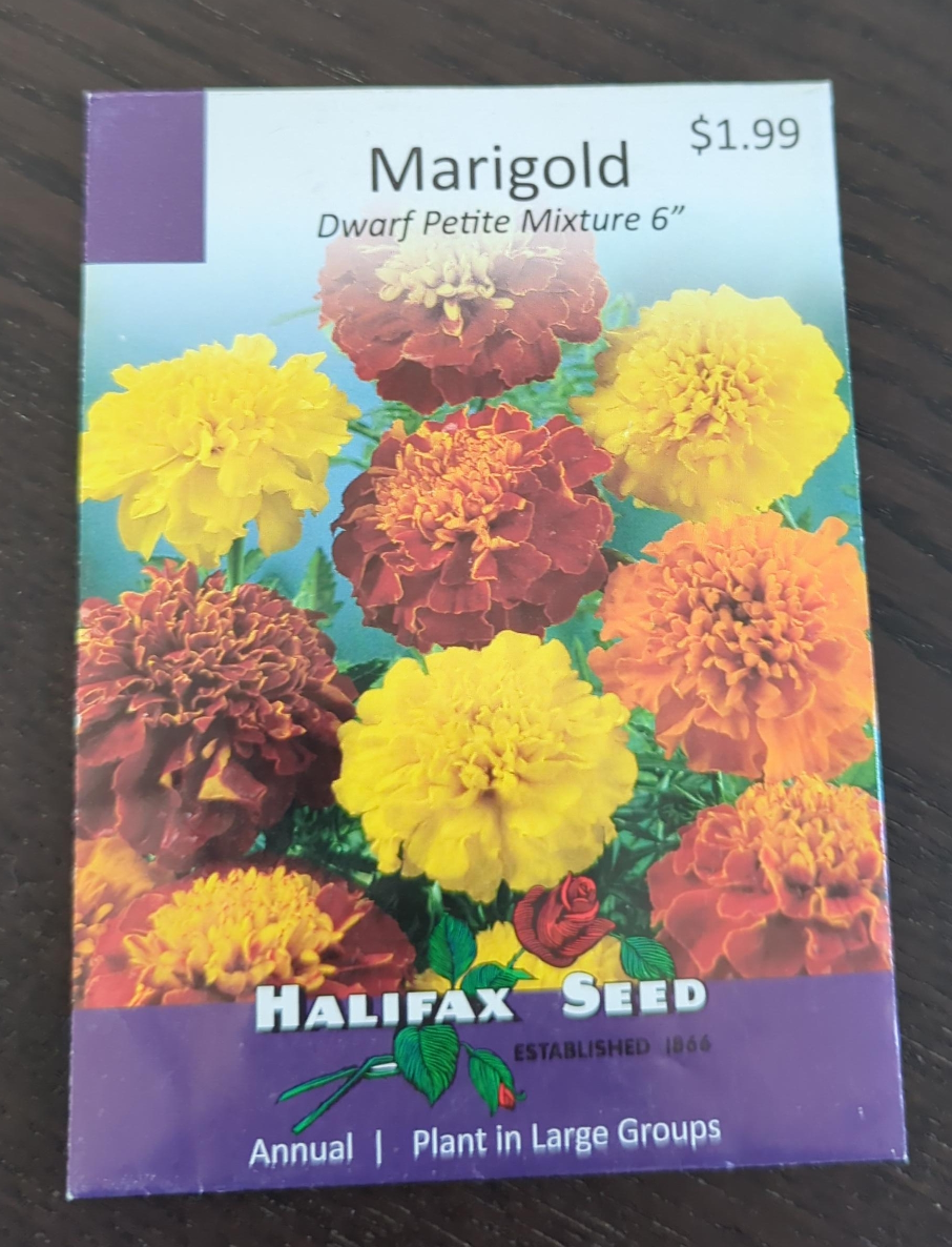 Marigold Dwarf Petite Mixture 6" Seeds thumbnail