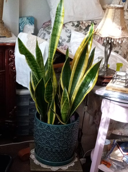 Snake Plant in Pot thumbnail