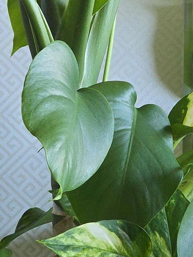 Potted Monstera Plant thumbnail