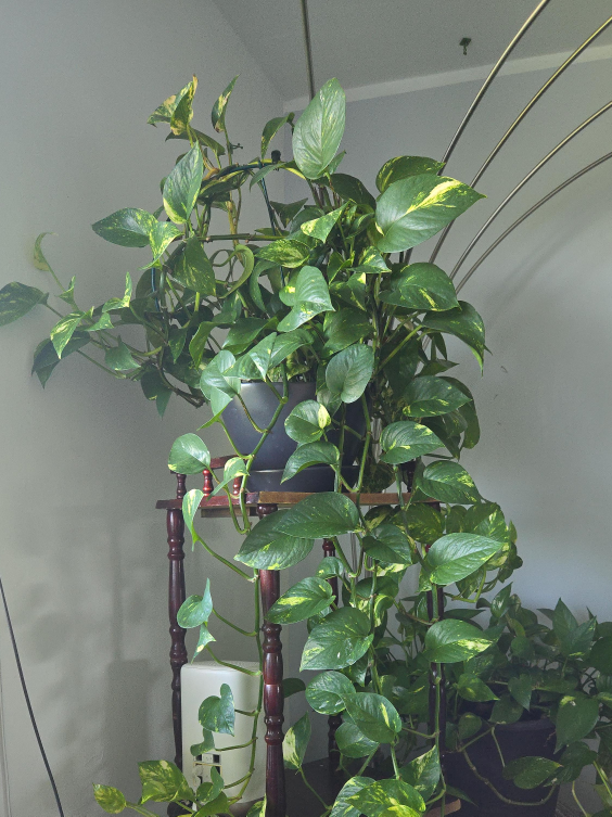 Potted Golden Pothos Plant thumbnail
