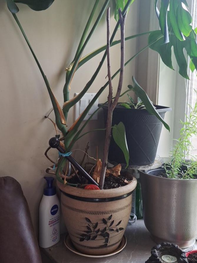 Potted Monstera Plant
