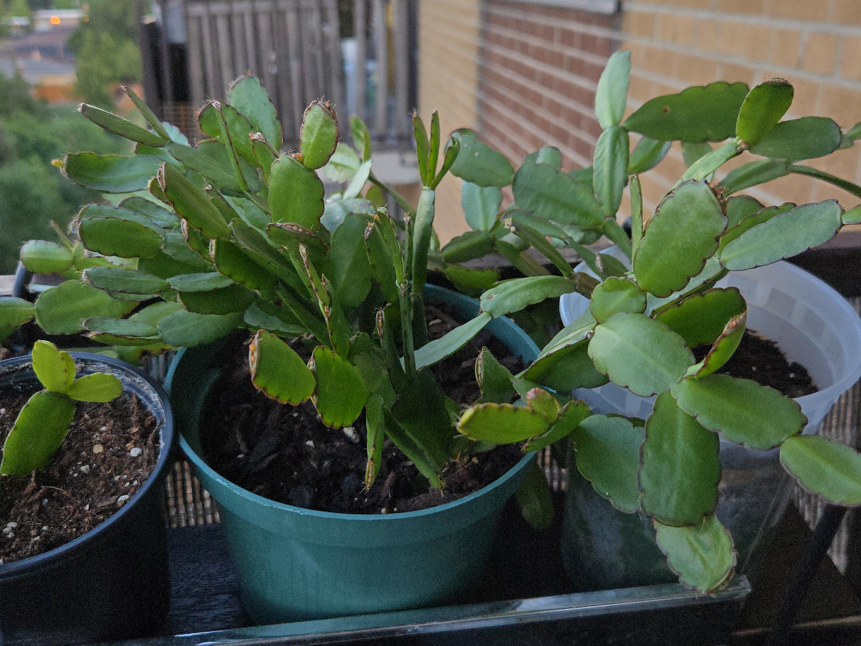 Potted Christmas Cactus thumbnail
