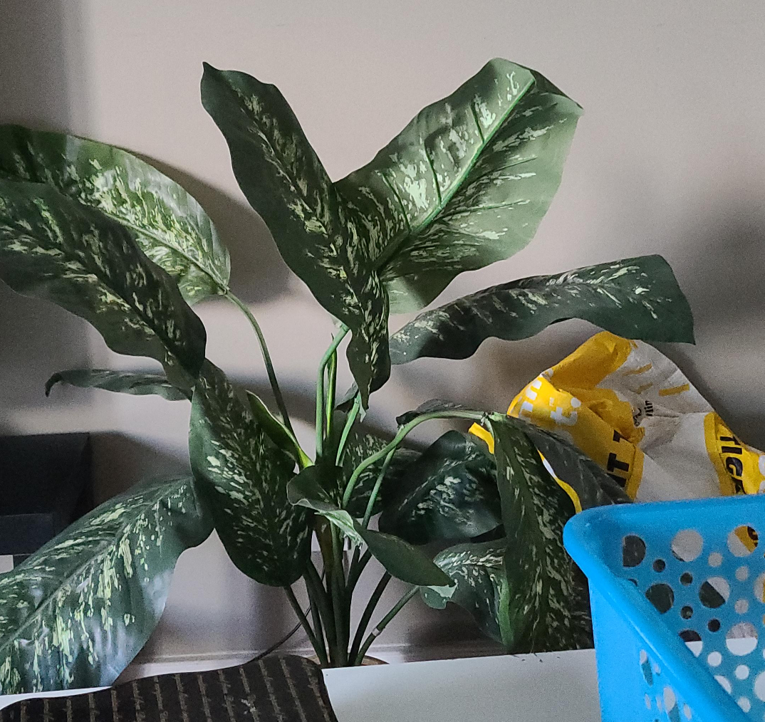 Indoor Dieffenbachia Plant thumbnail