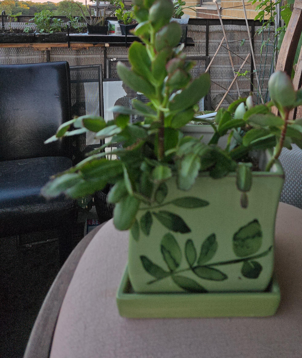 Potted Plant in Green Ceramic Pot thumbnail