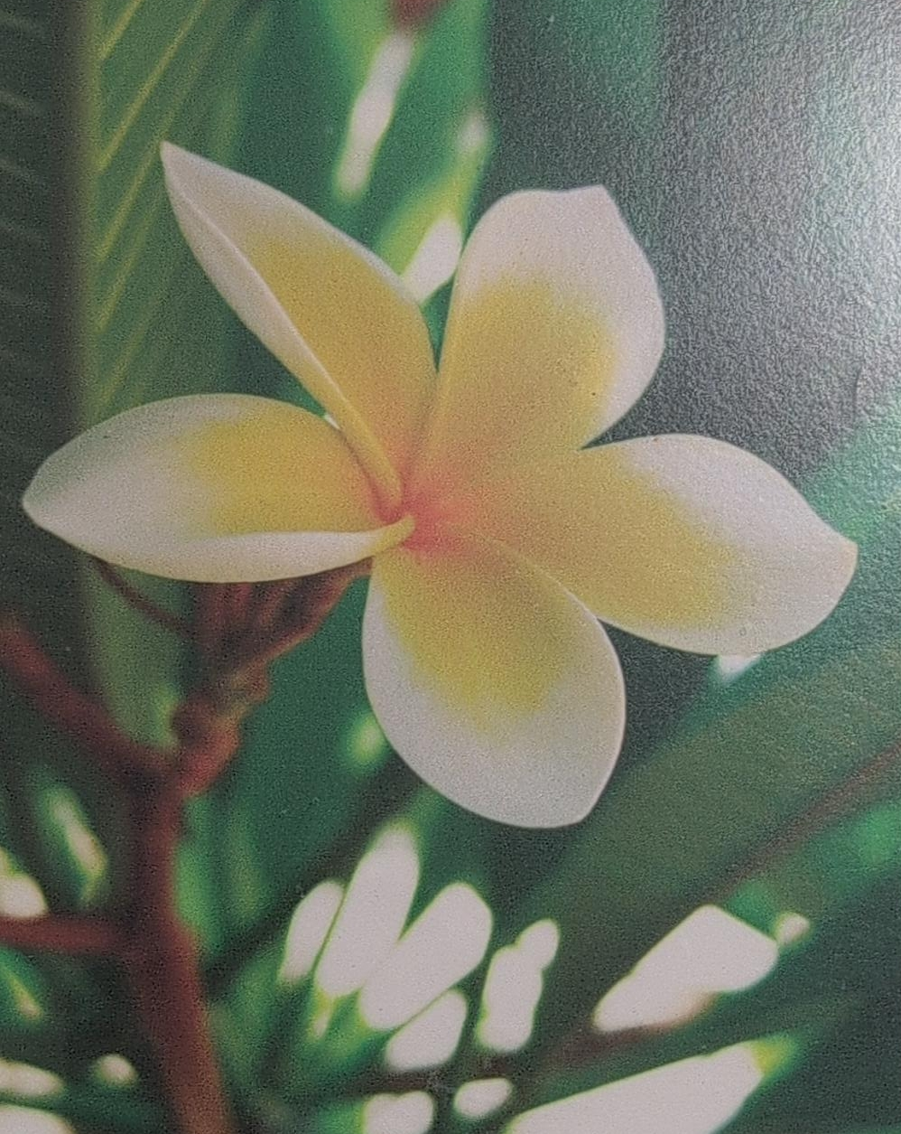 Flower Scenery Frame for wall thumbnail