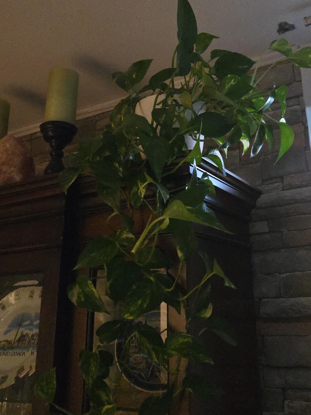 Pothos Plant thumbnail
