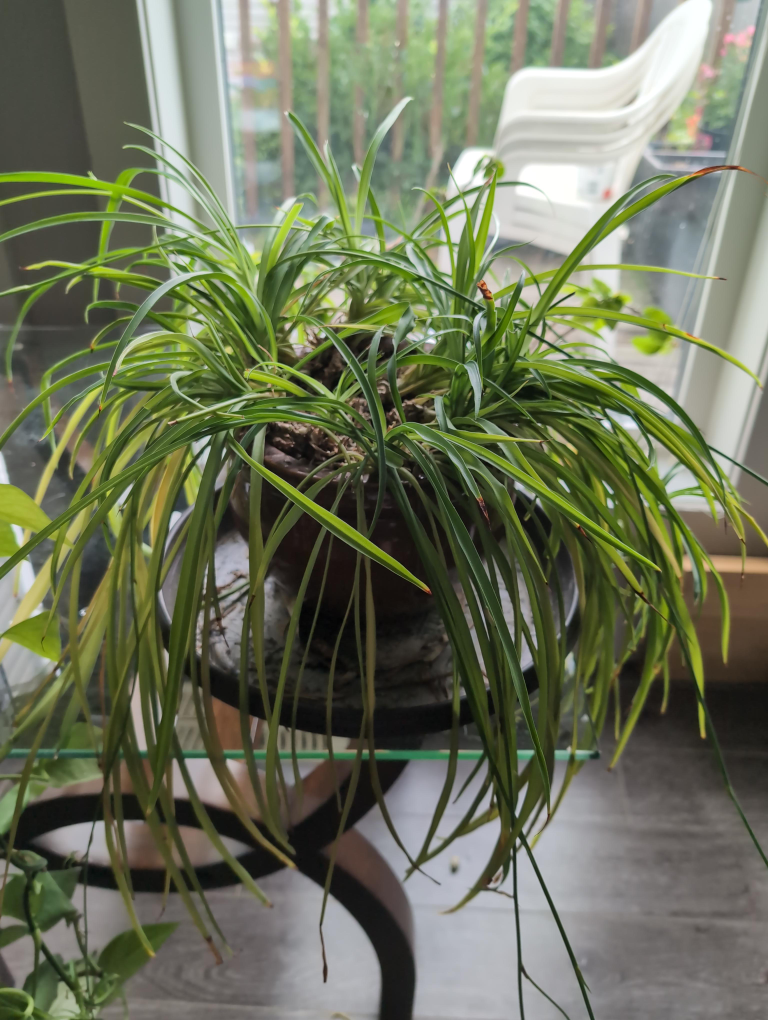 Spider Plant thumbnail