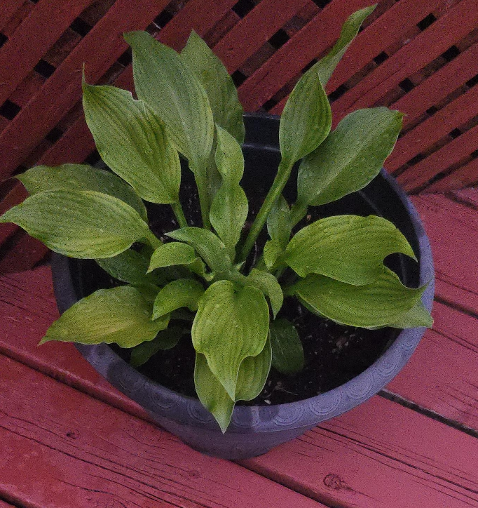 Hosta Plant in Pot thumbnail