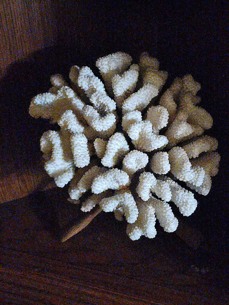 Brain coral thumbnail