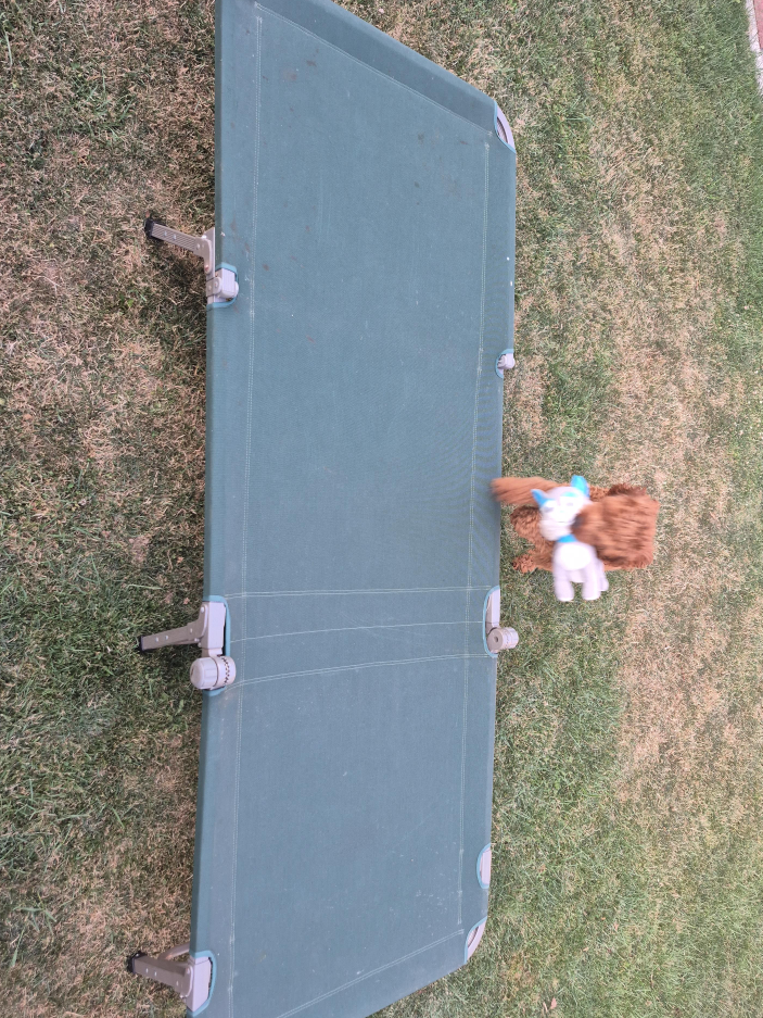 Green Elevated  Cot - 82 x 25 inches thumbnail