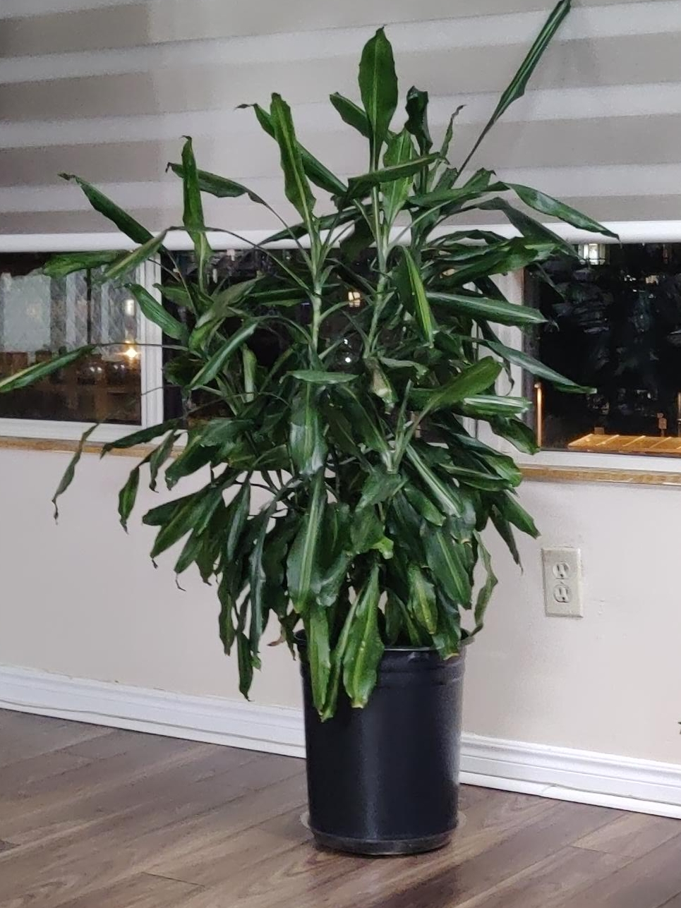 Potted Dracaena Plant thumbnail