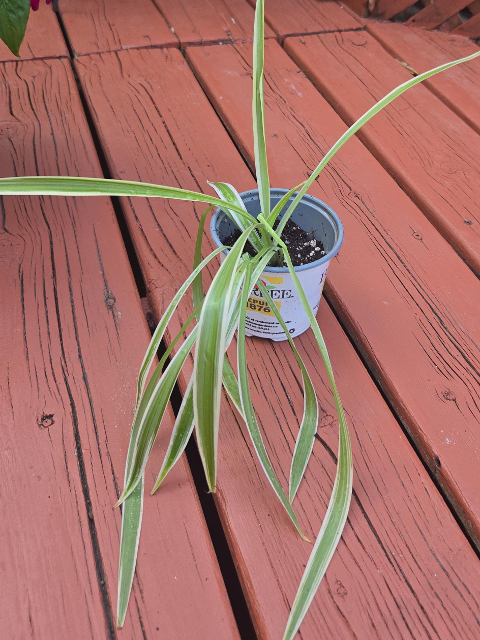 Spider Plant thumbnail