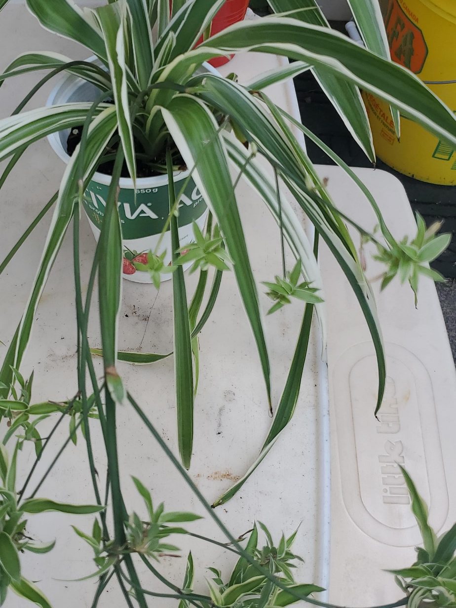 comment article thumbnail