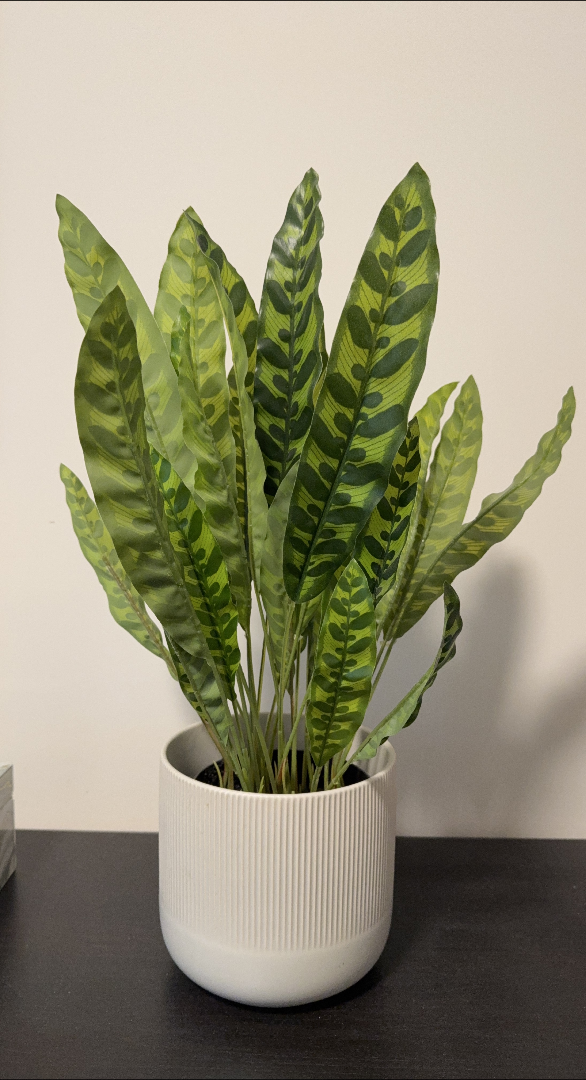 Calathea Plant in White Pot thumbnail