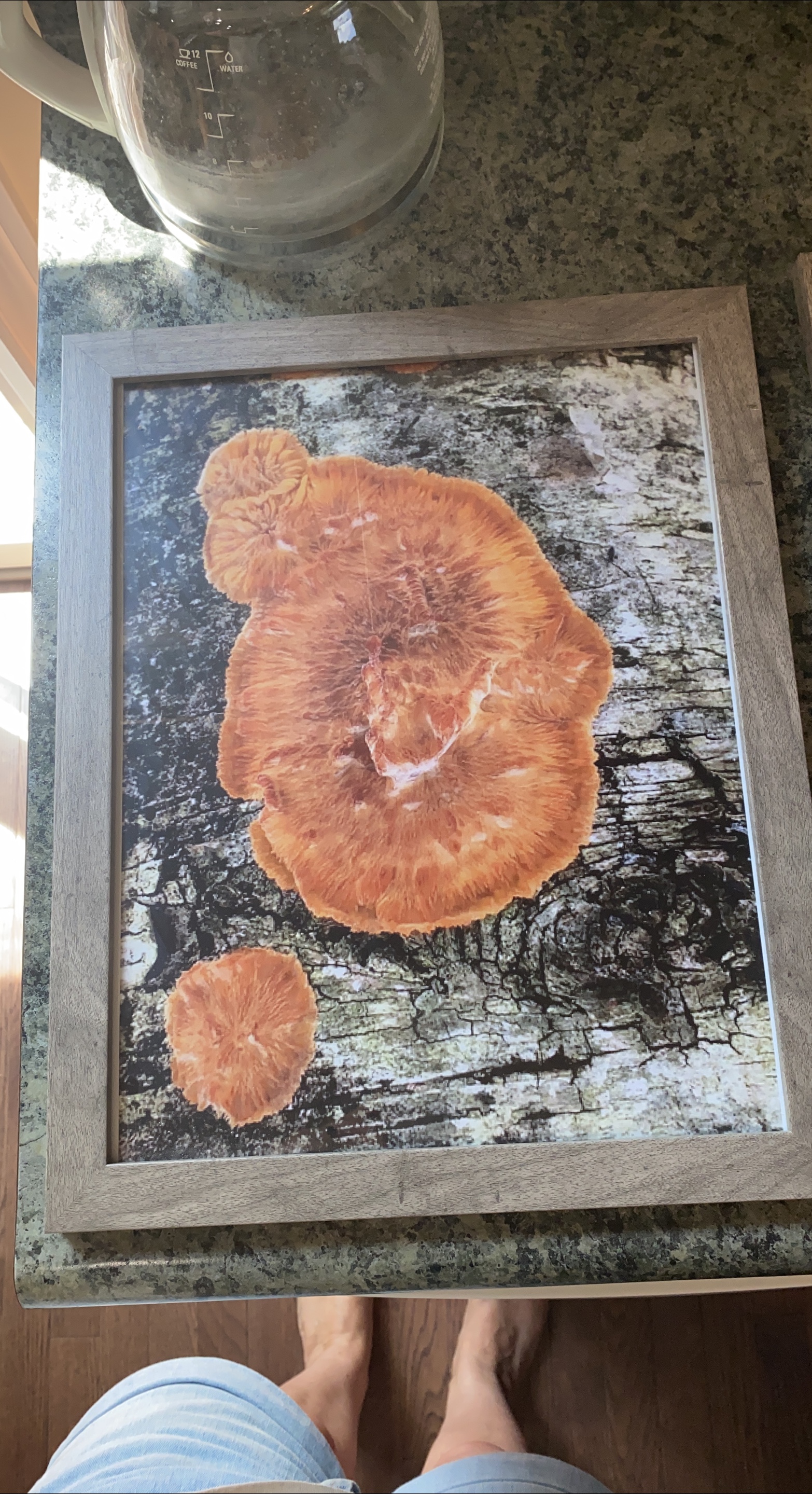 Framed Prints of Mushrooms thumbnail