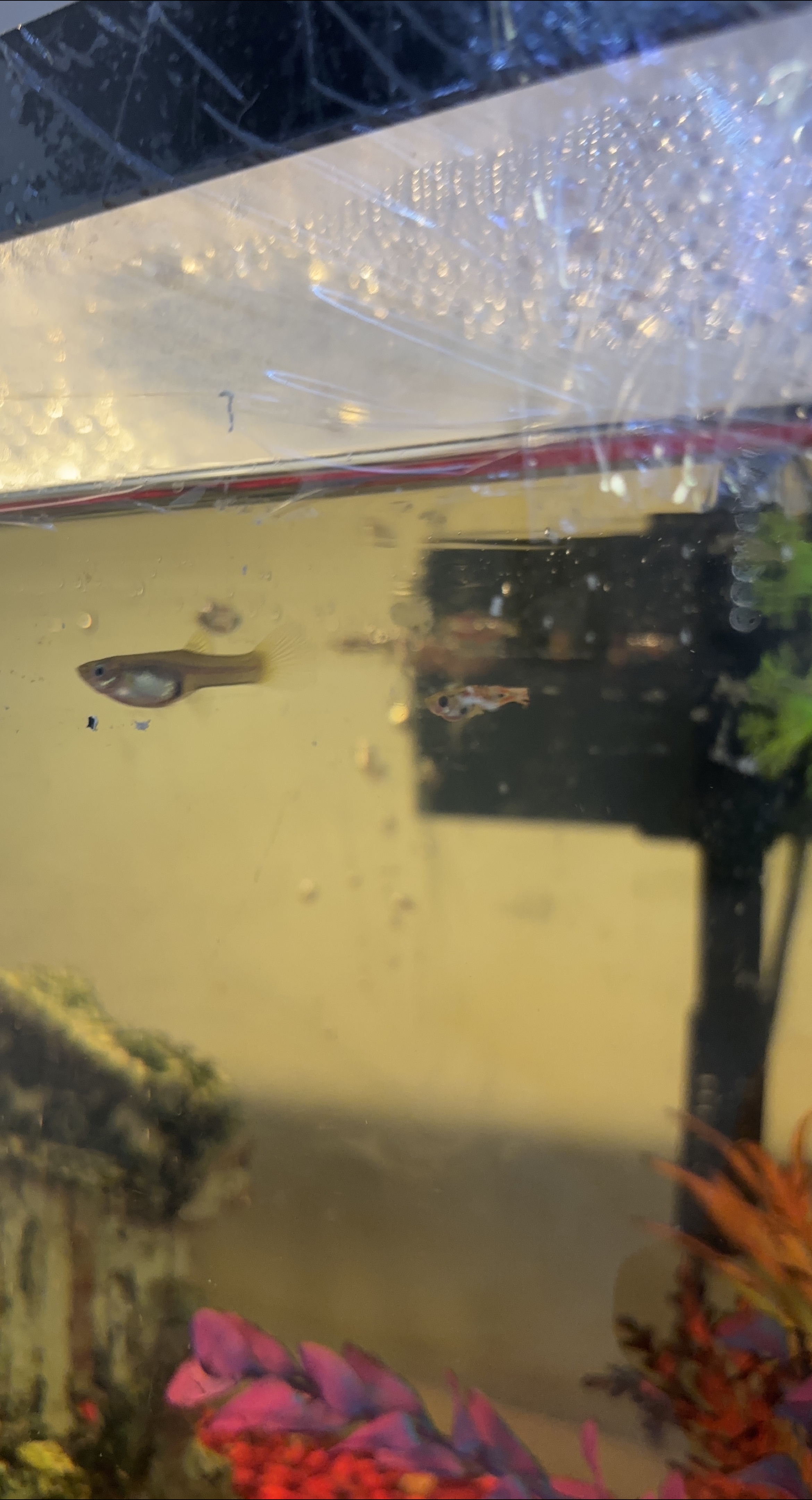 Live Guppy Fish