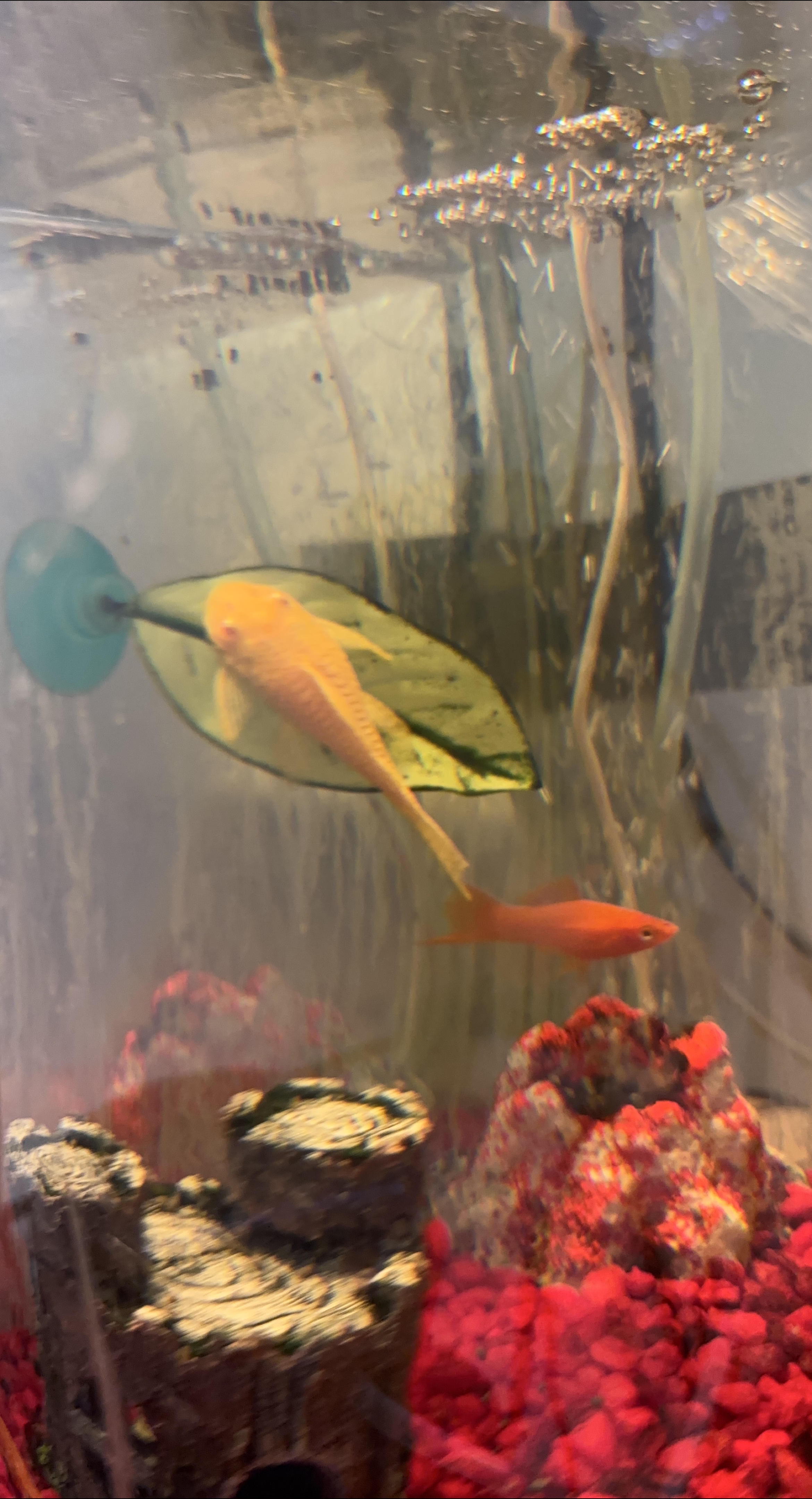 Fish and aquarium accessories