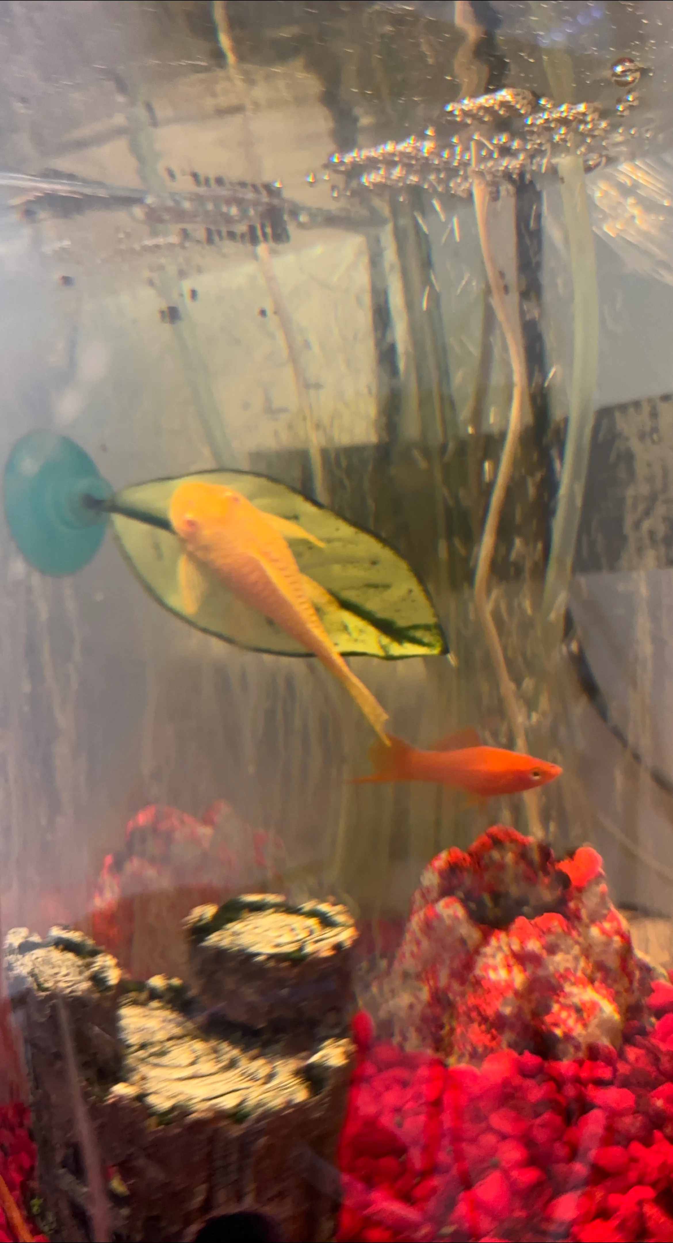 Fish and aquarium accessories