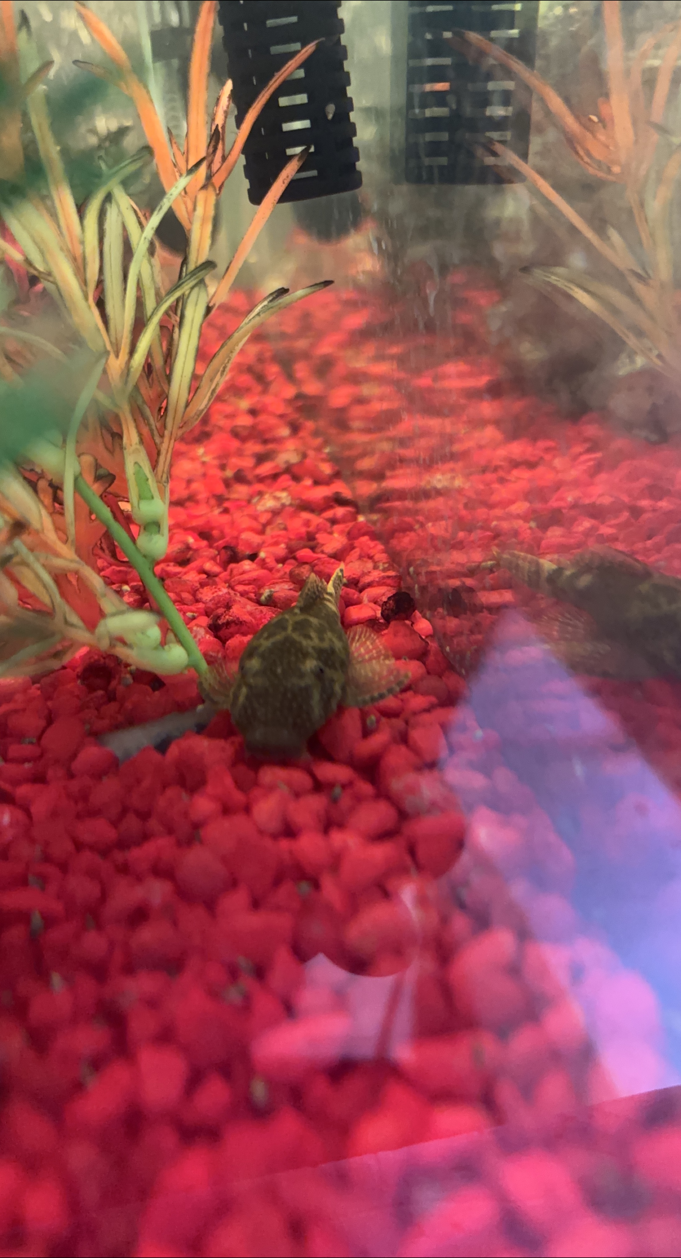 Plattkó fish